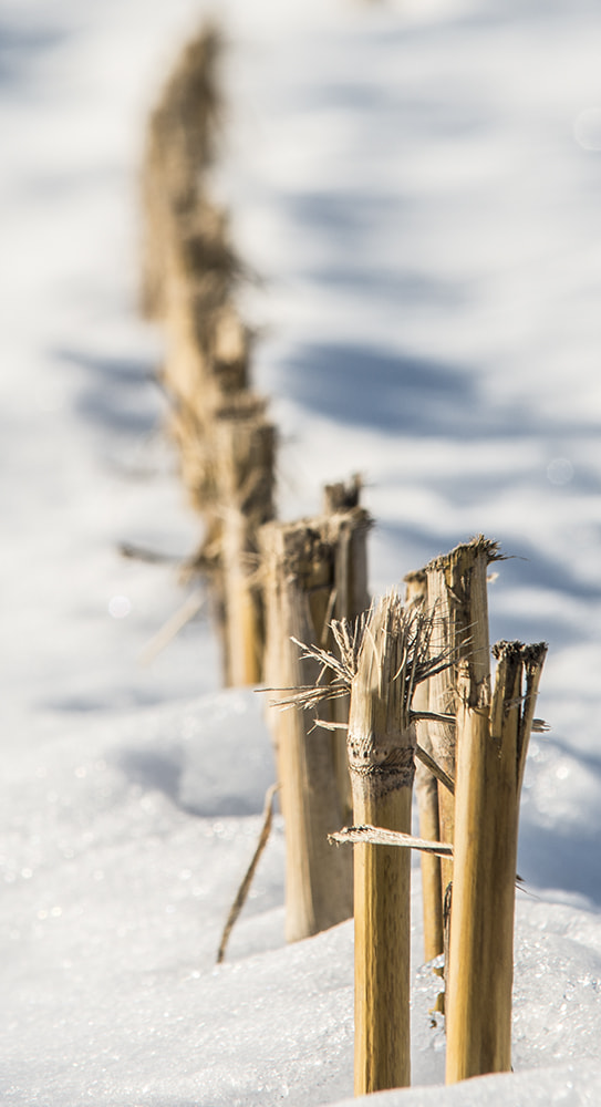 Nikon D800 + Sigma 70-200mm F2.8 EX DG Macro HSM II sample photo. Stubble field photography