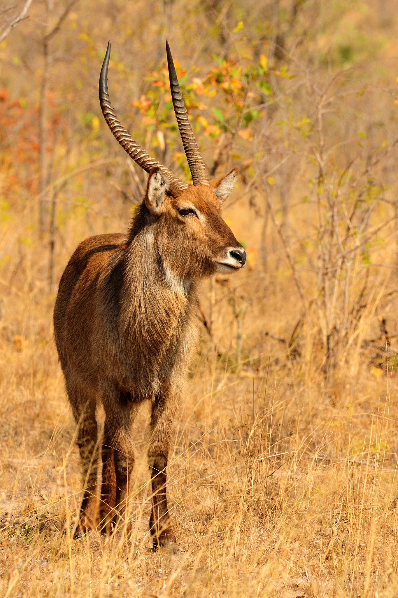 Nikon AF-S Nikkor 300mm F2.8G ED VR II sample photo. Waterbuck photography