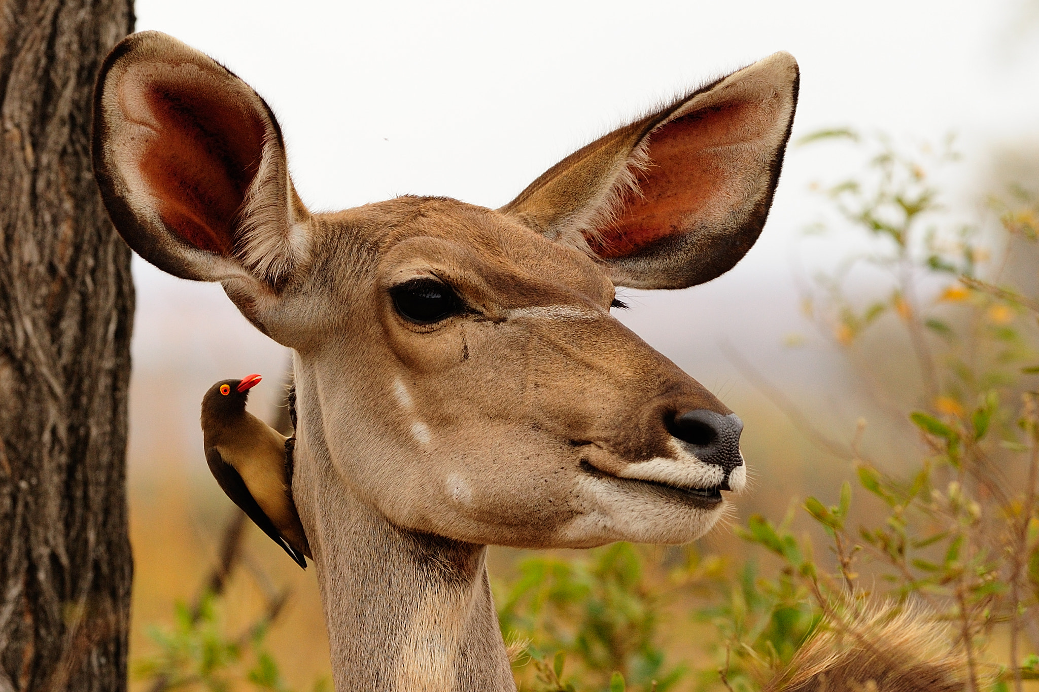 Nikon D700 + Nikon AF-S Nikkor 300mm F2.8G ED VR II sample photo. Kudu with oxpecker photography