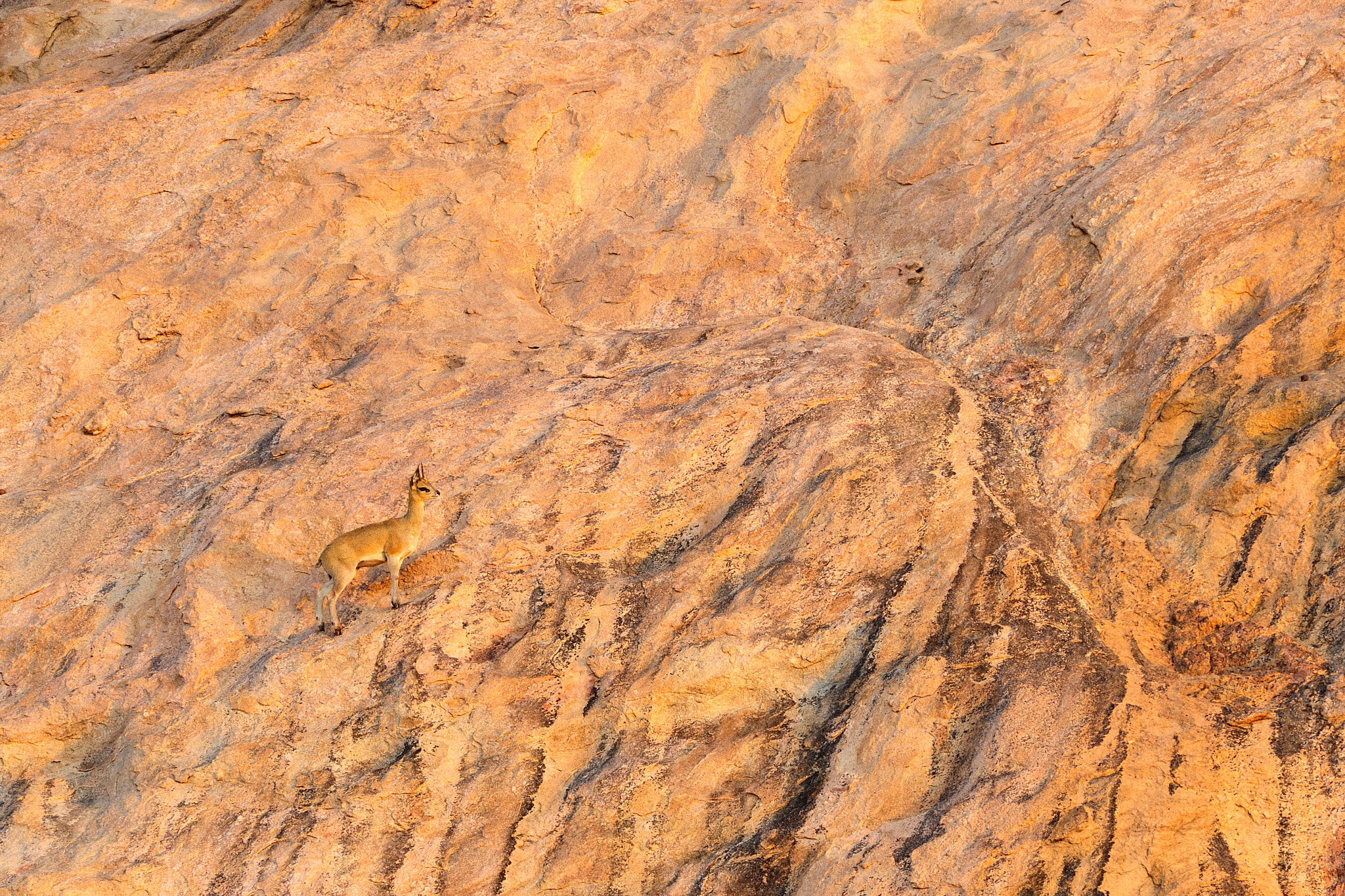 Nikon AF-S Nikkor 300mm F2.8G ED VR II sample photo. Klippspringer on rocks photography