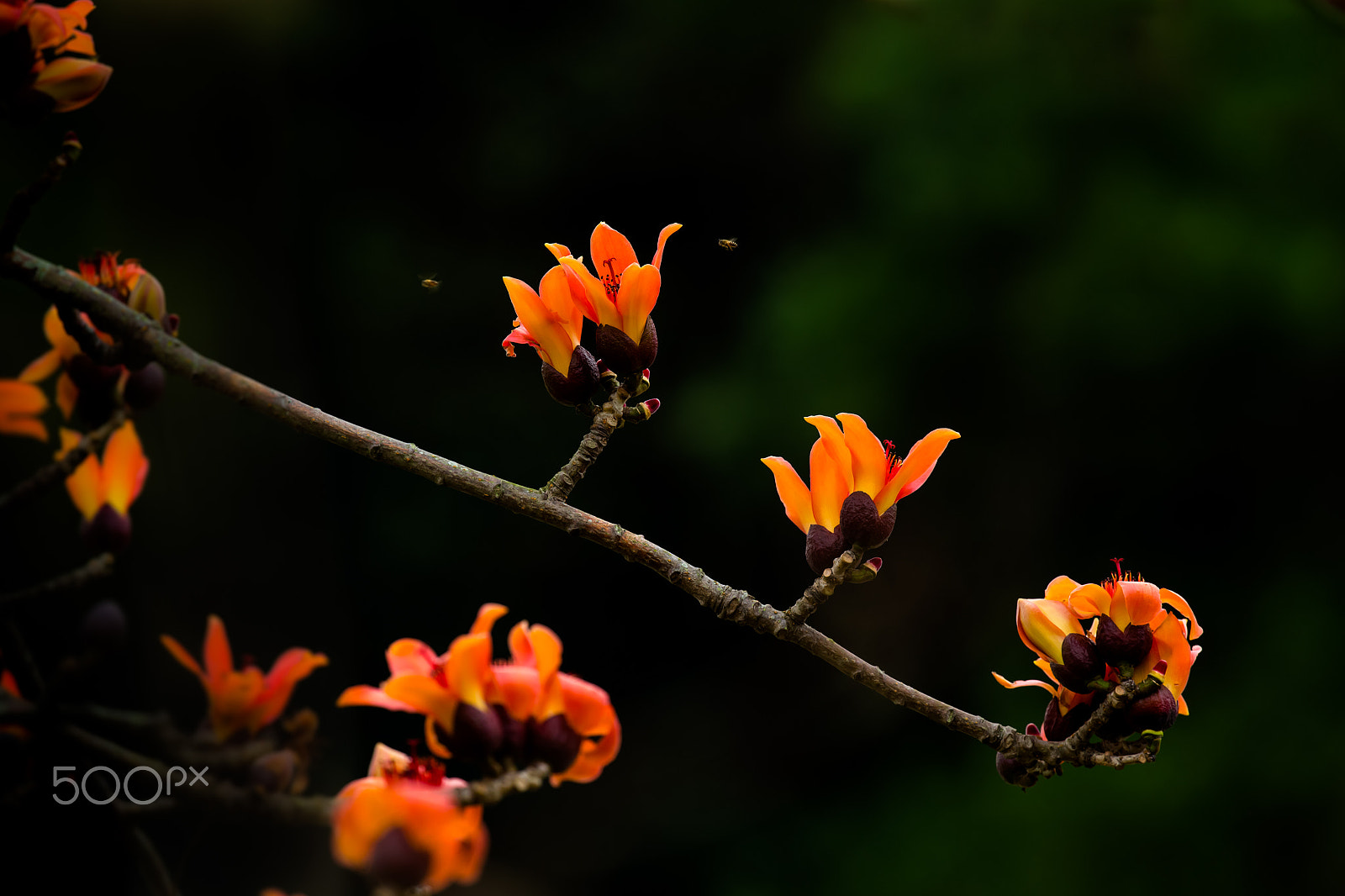 Canon EF 300mm F2.8L IS II USM sample photo. Hot like fire photography