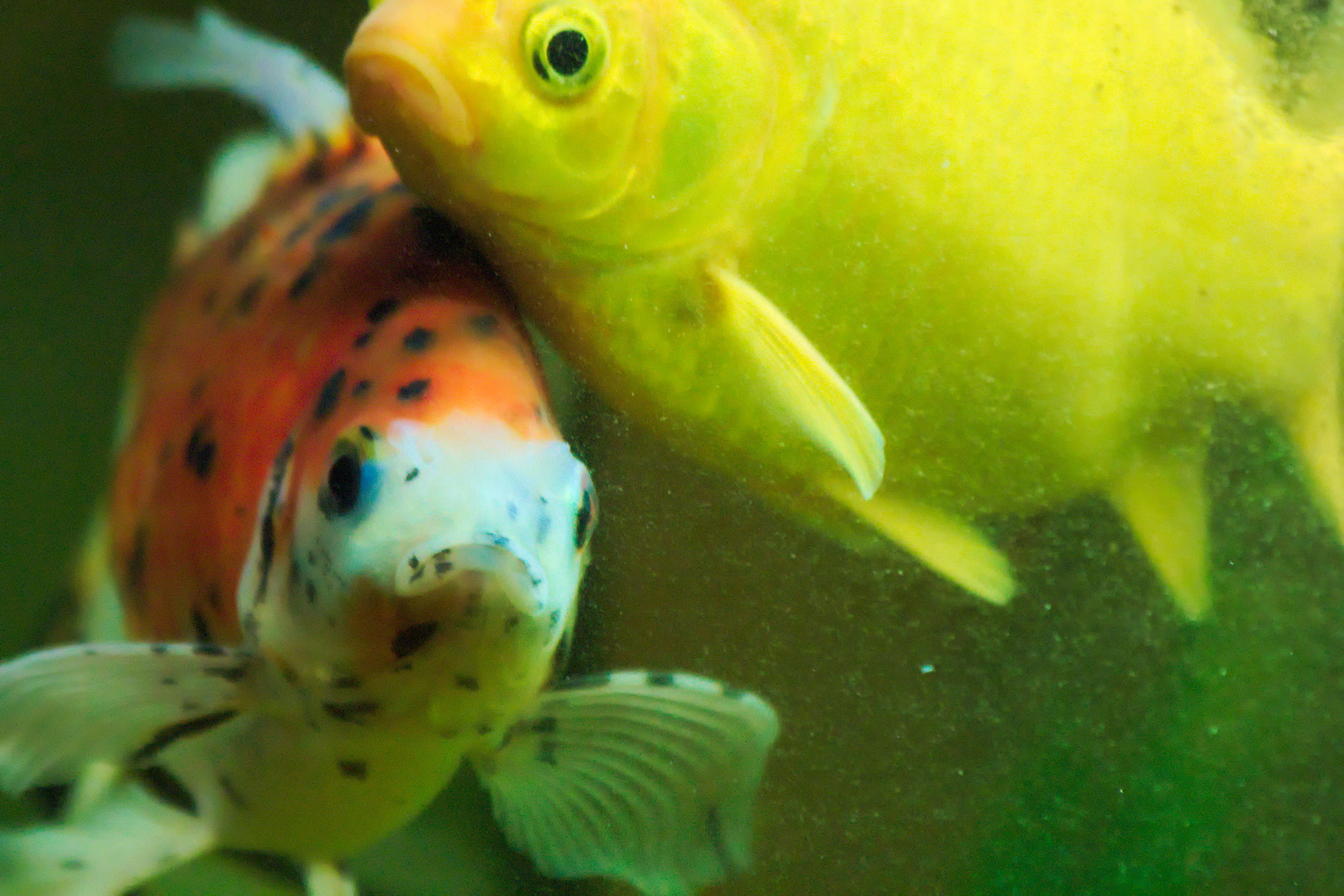 Canon EF 70-300mm F4-5.6 IS USM sample photo. Fish friends photography