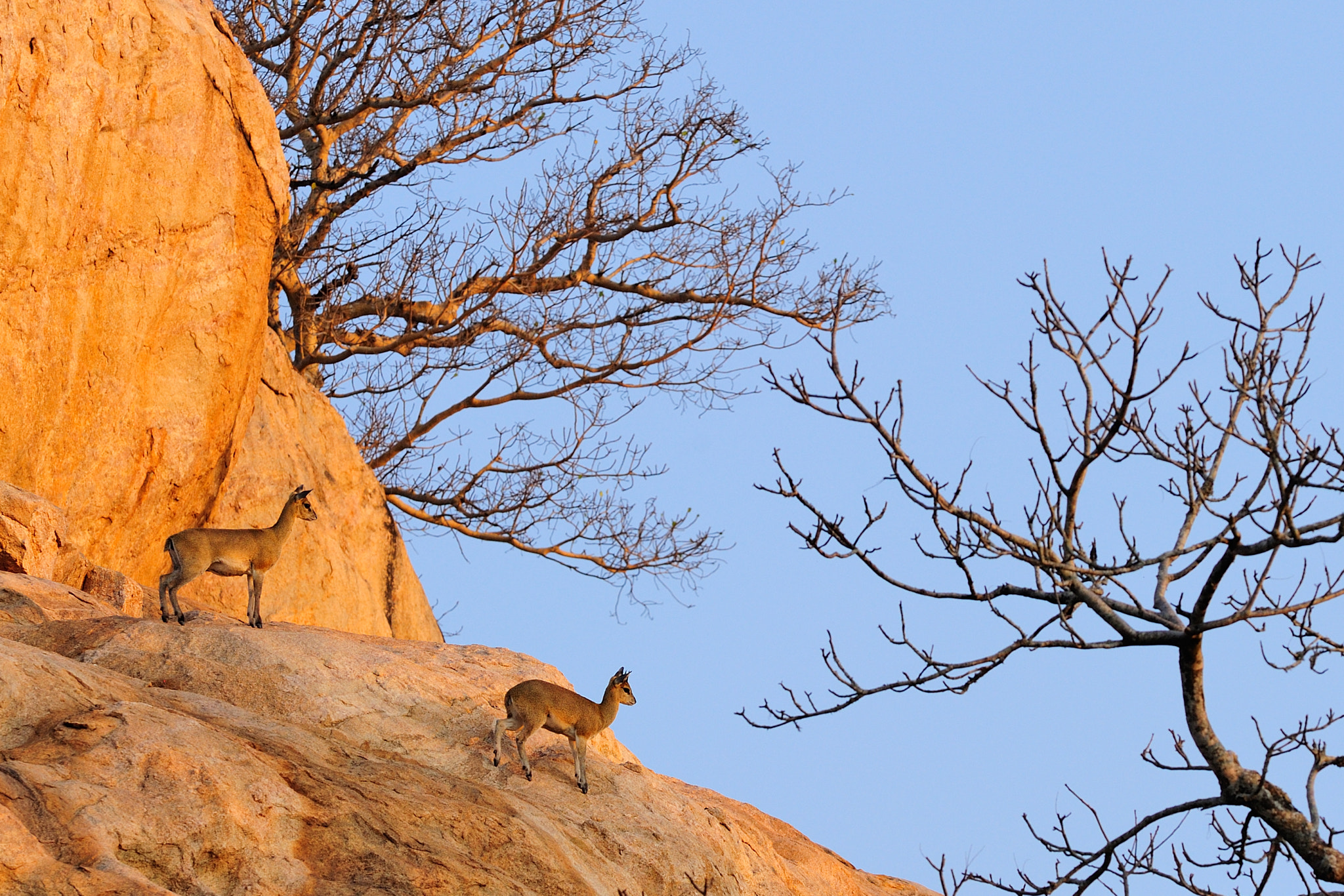 Nikon D700 + Nikon AF-S Nikkor 300mm F2.8G ED VR II sample photo. Klippspringers on rocks photography