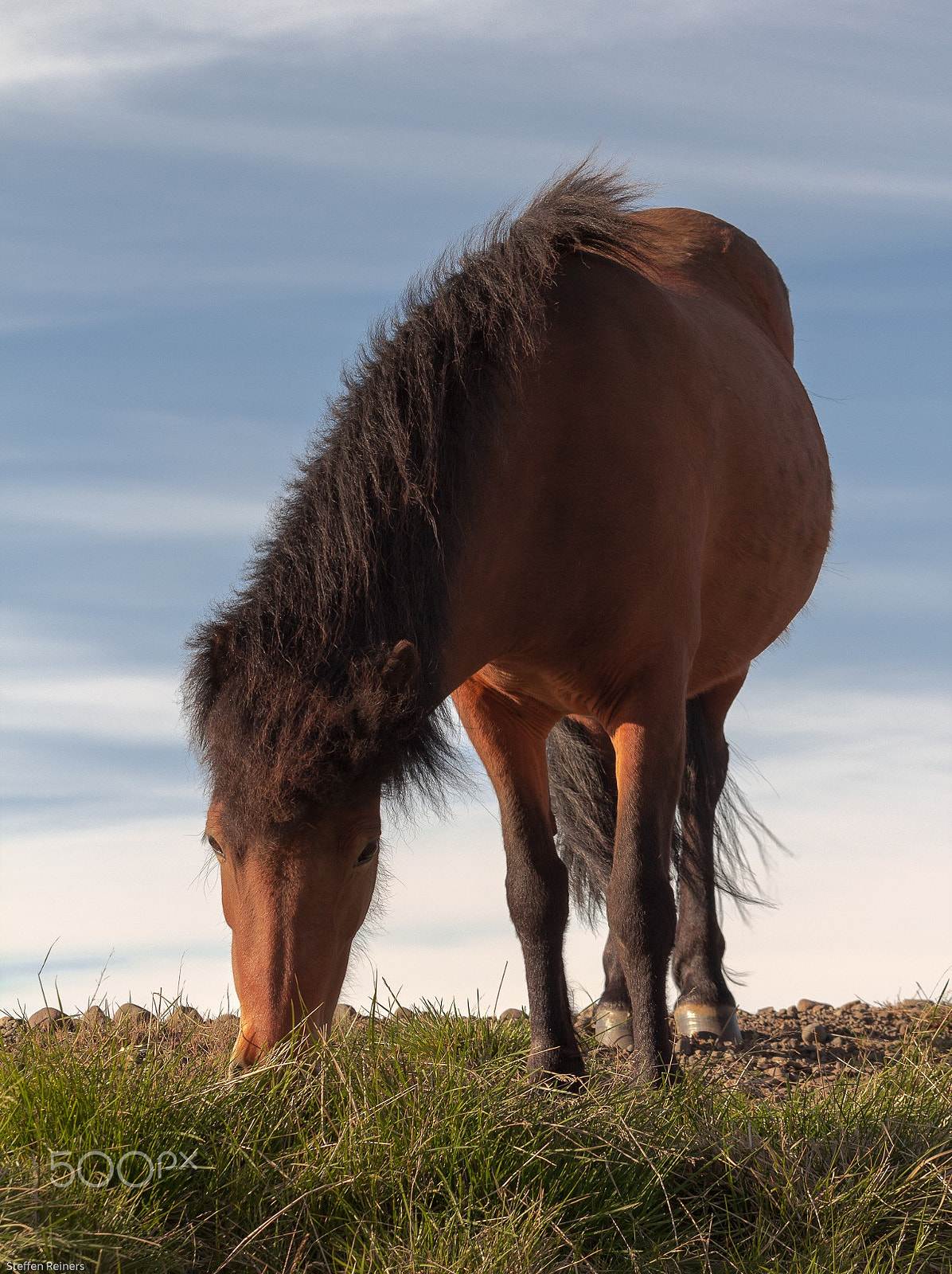 Canon EOS 60D + Canon EF 70-200mm F4L USM sample photo. A iceland horse photography