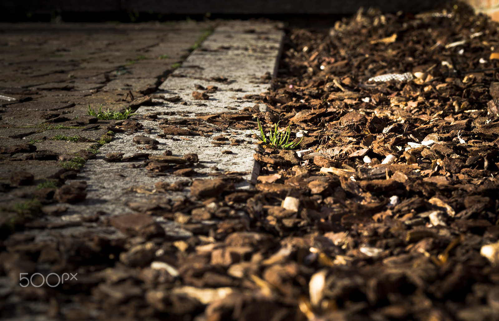 Canon EF-S 60mm F2.8 Macro USM sample photo. Conegliano photography