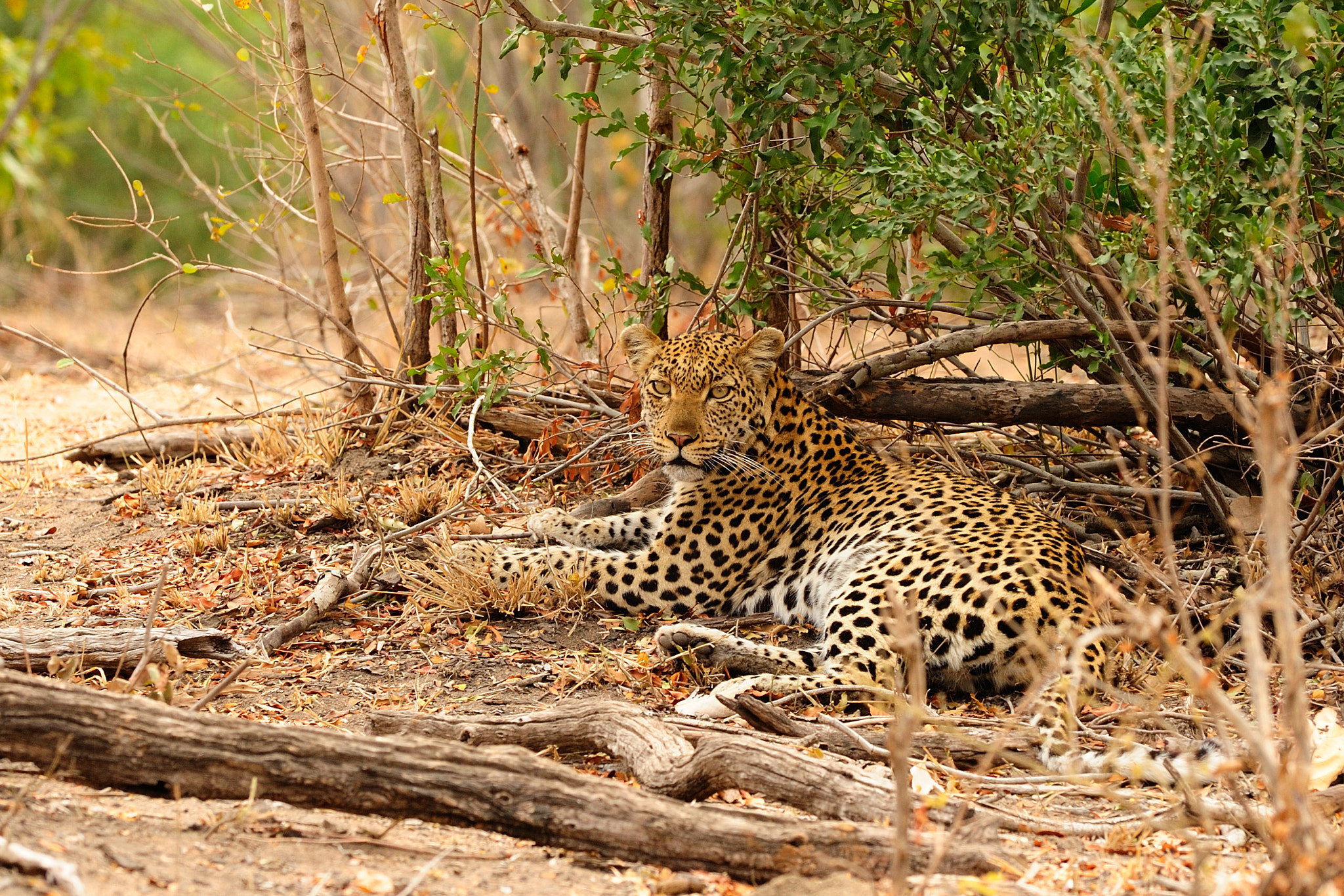 Nikon AF-S Nikkor 300mm F2.8G ED VR II sample photo. Leopard resting photography