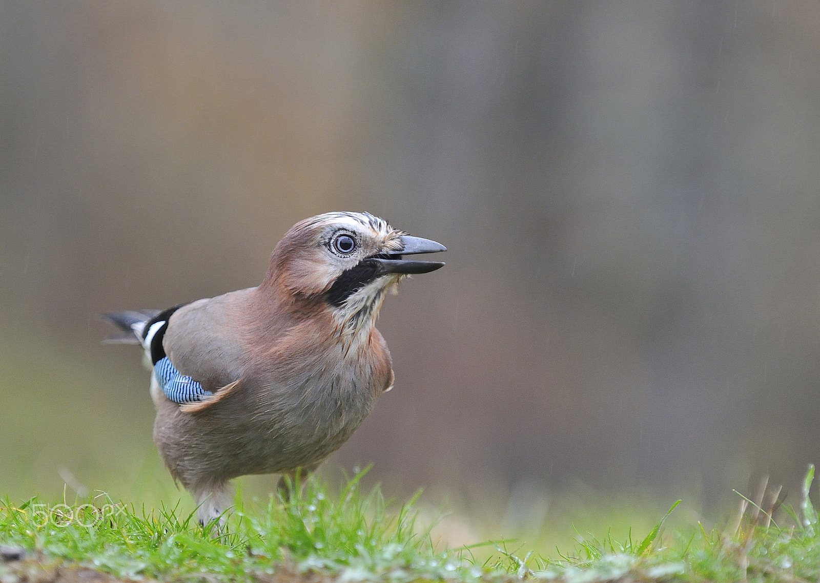 Nikon D300 sample photo. Eurasian jay in the rain photography