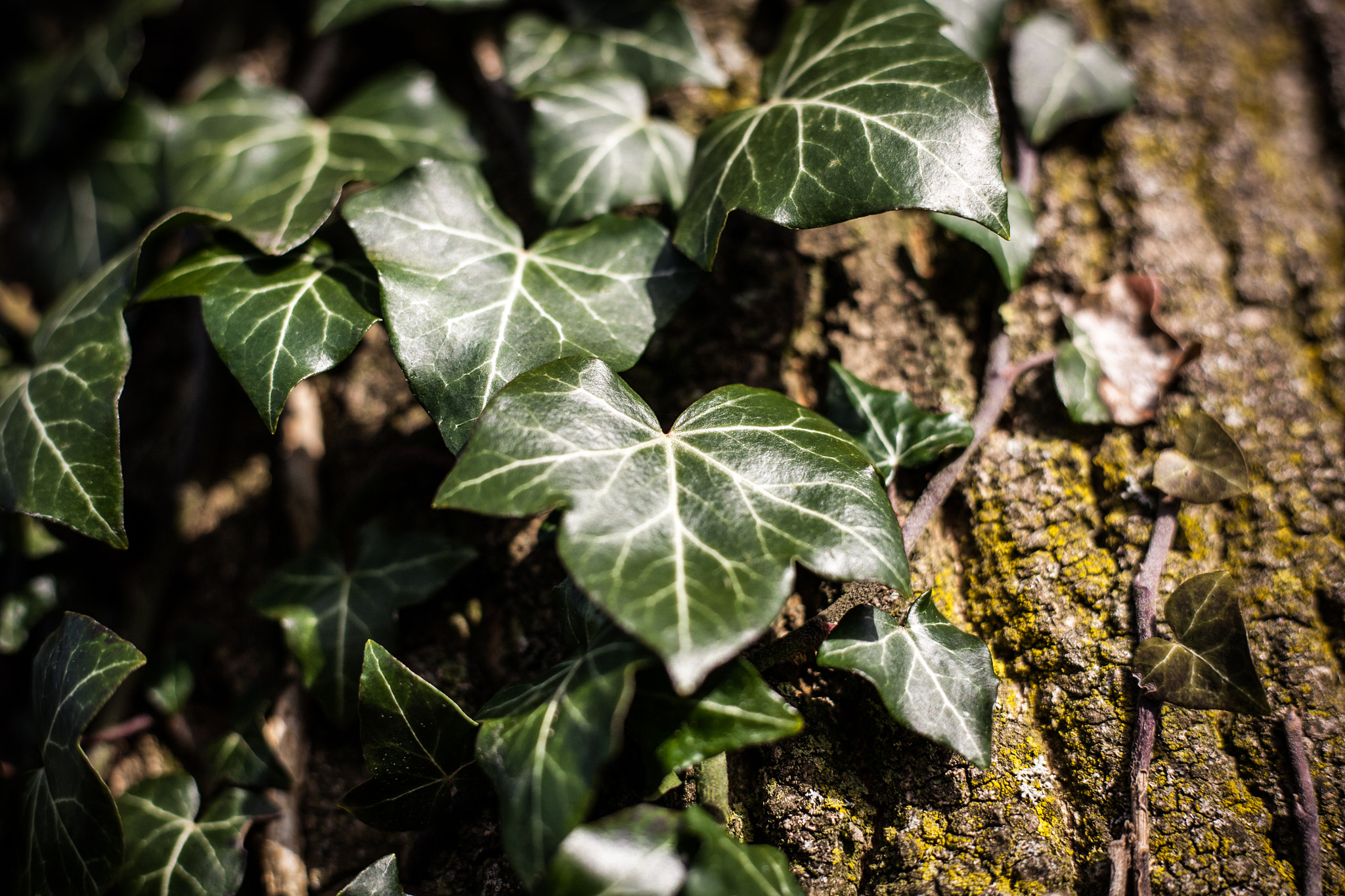 Canon EOS 5D + Canon EF 50mm F1.8 STM sample photo. Leafs on tree photography