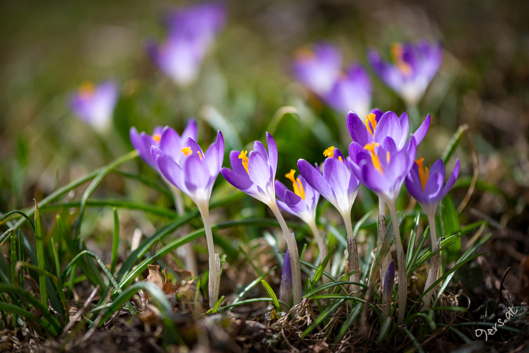 Nikon AF-S Micro-Nikkor 105mm F2.8G IF-ED VR sample photo. Erste blüten photography