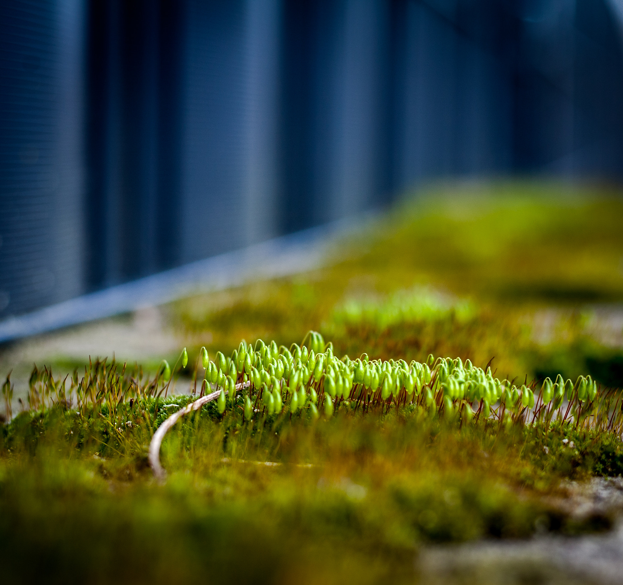 Canon EOS 5D + Canon EF 50mm F1.8 STM sample photo. On a wall photography