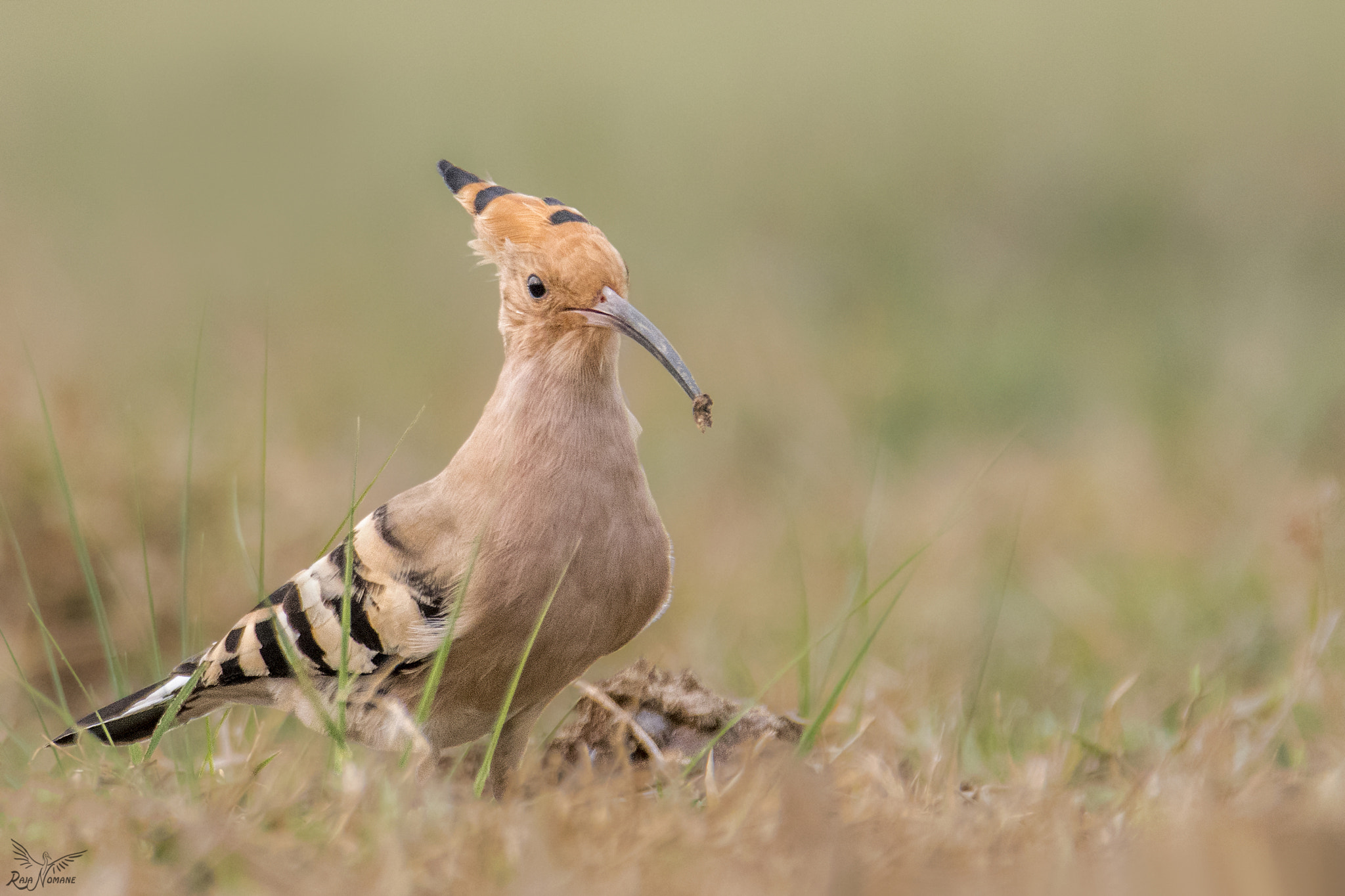 Nikon D500 sample photo. Birds with prey photography