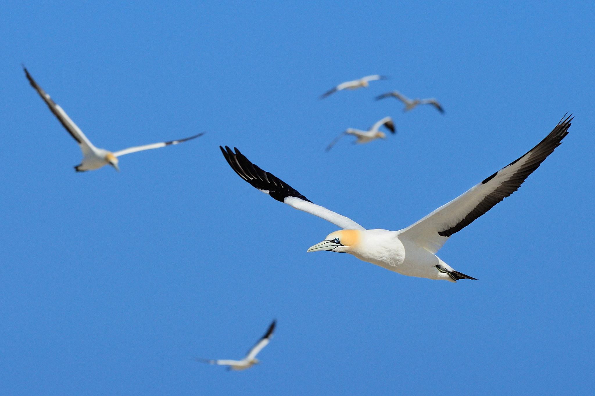 Nikon AF-S Nikkor 300mm F2.8G ED VR II sample photo. Cape gannets photography