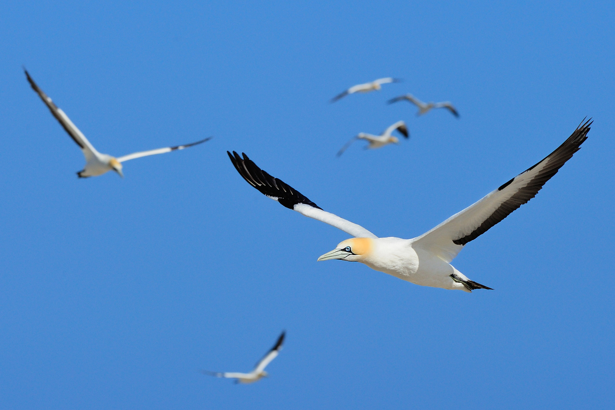 Nikon D700 + Nikon AF-S Nikkor 300mm F2.8G ED VR II sample photo. Cape gannets photography