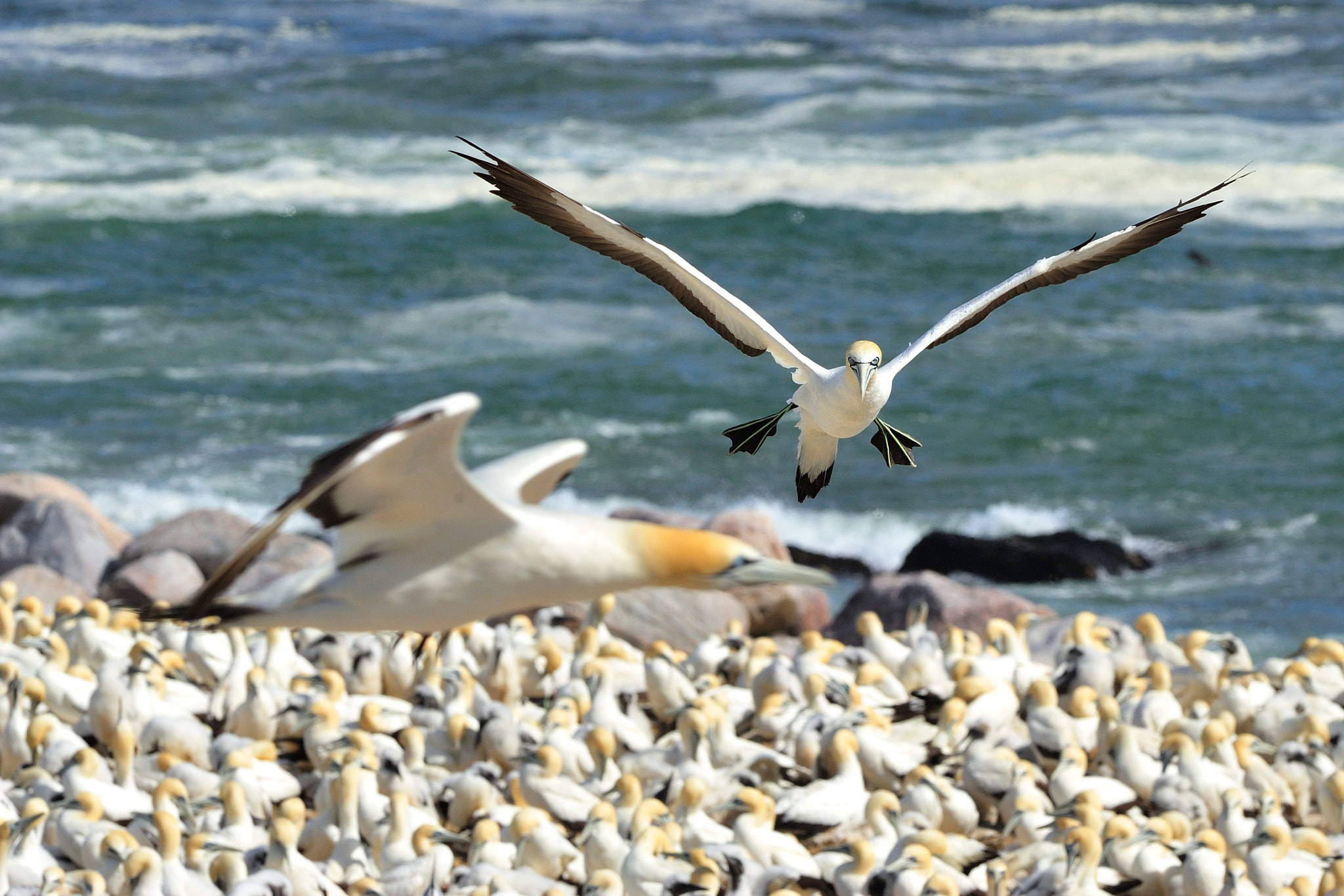 Nikon D700 + Nikon AF-S Nikkor 300mm F2.8G ED VR II sample photo. Cape gannets photography