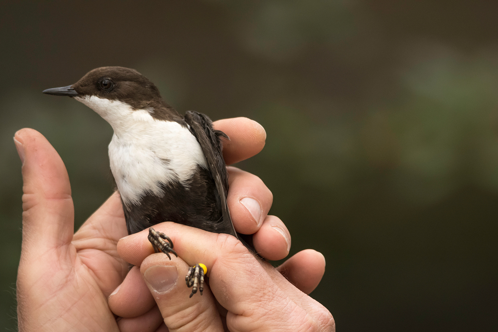 Nikon D7200 + Sigma 50mm F2.8 EX DG Macro sample photo. White-throated dipper / wasseramsel got a ring photography