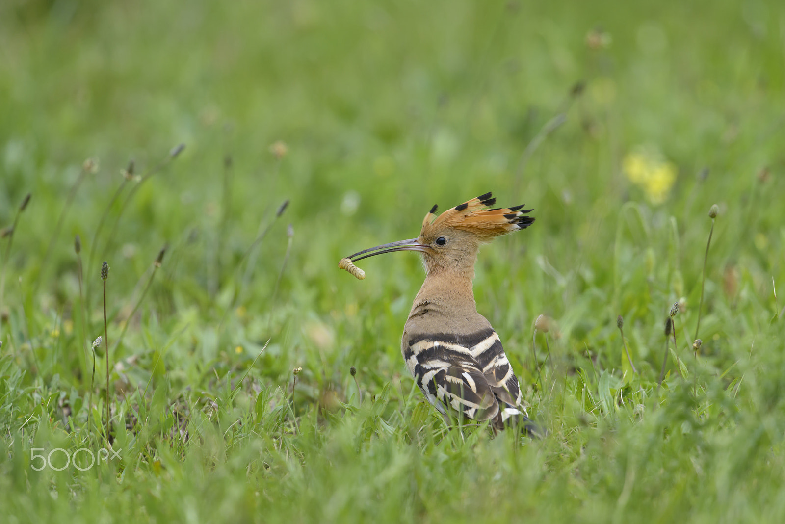 Nikon D800E + Nikon AF-S Nikkor 500mm F4G ED VR sample photo. Wiedehopf, upupa epops, hoopoe photography