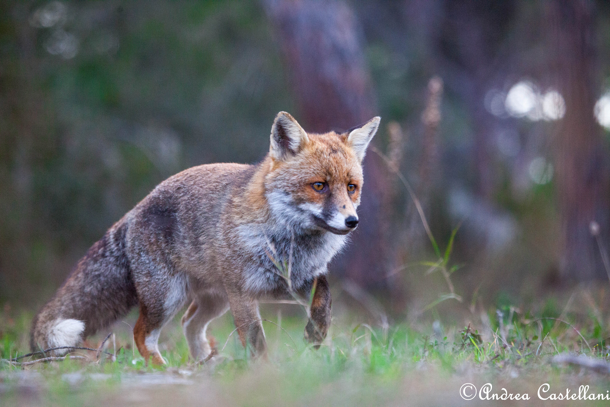 Canon EF 100-400mm F4.5-5.6L IS USM sample photo. Red fox photography