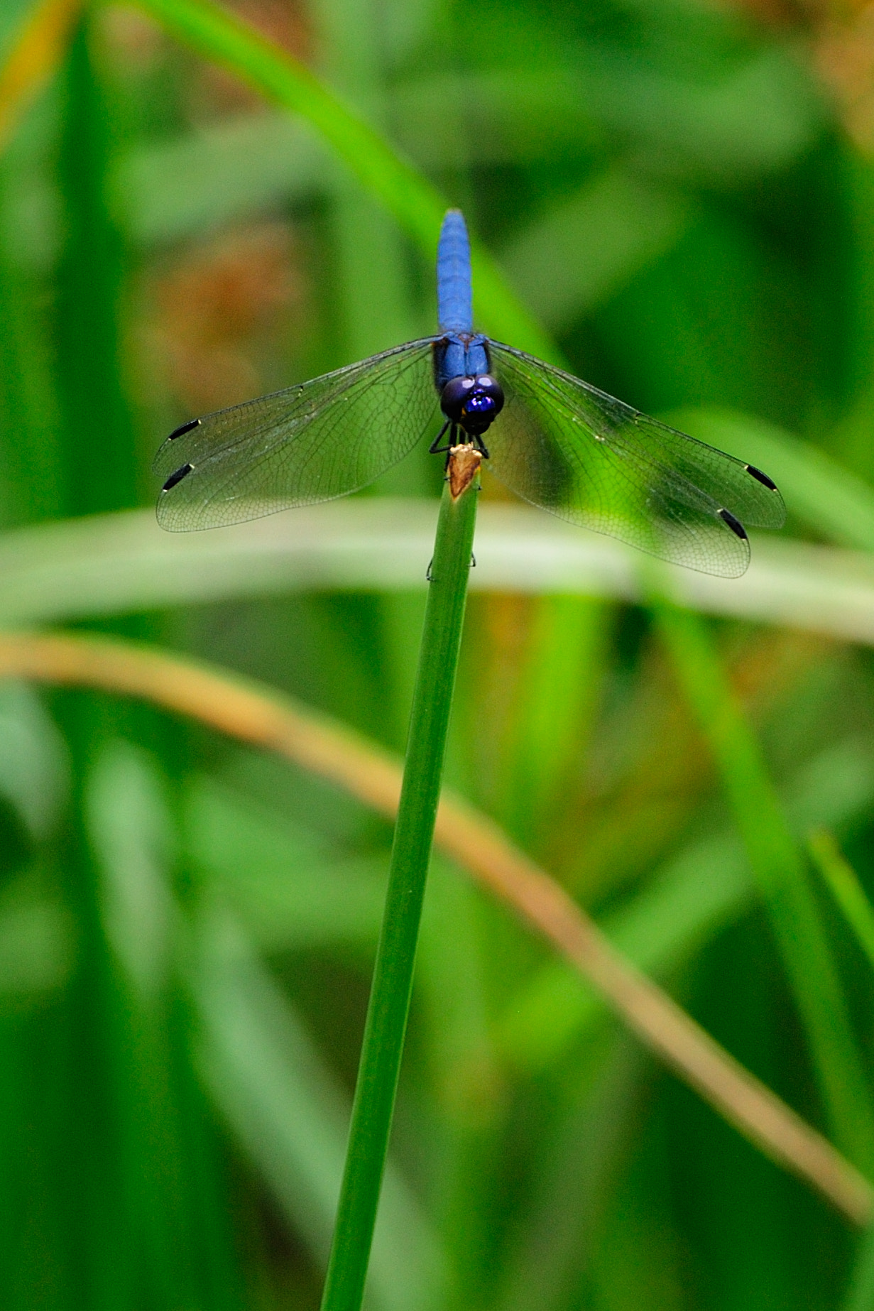 Nikon AF-S Nikkor 300mm F2.8G ED VR II sample photo. Dragonfly photography