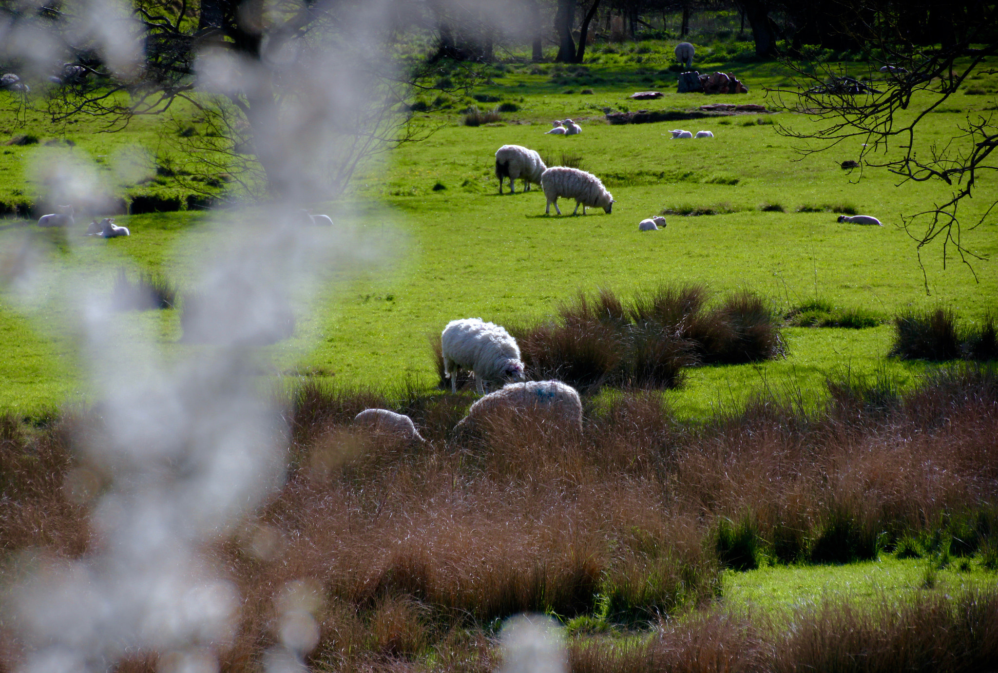 Canon EOS 550D (EOS Rebel T2i / EOS Kiss X4) sample photo. Cotswold spring photography