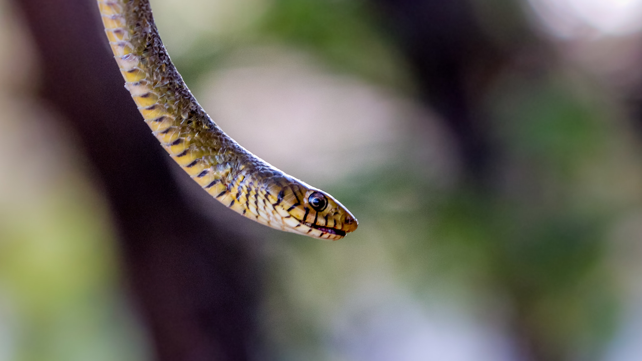 Canon EOS 750D (EOS Rebel T6i / EOS Kiss X8i) + Canon EF-S 55-250mm F4-5.6 IS II sample photo. Indian rat snake photography