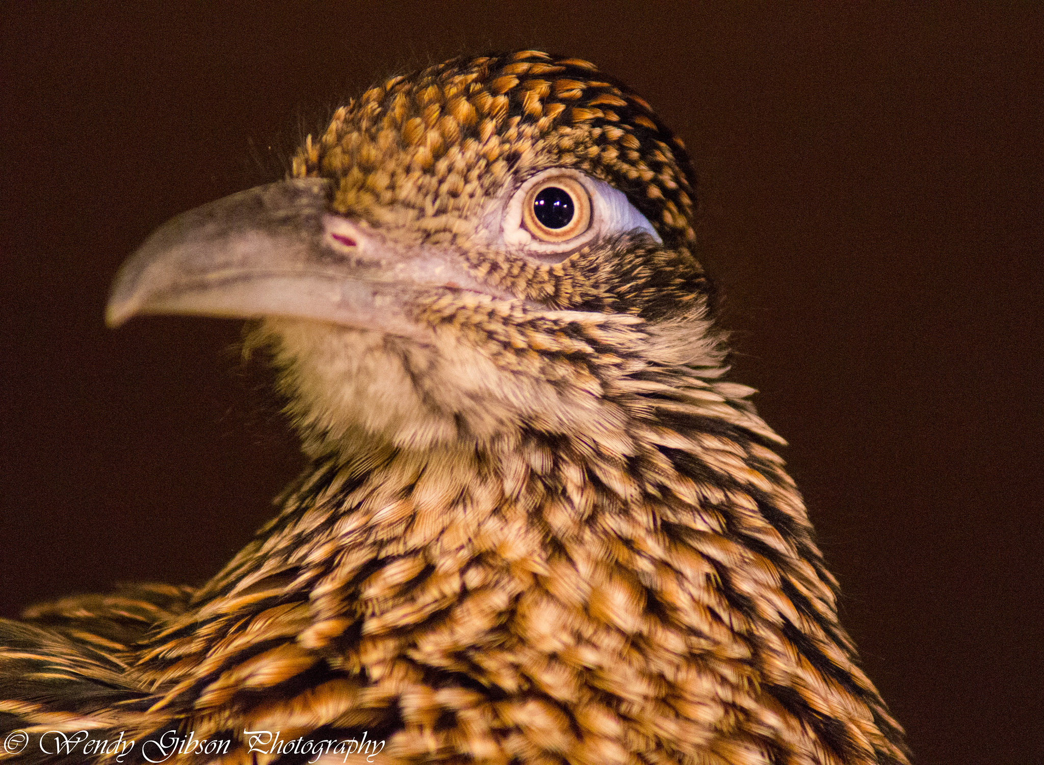 Sony 75-300mm F4.5-5.6 sample photo