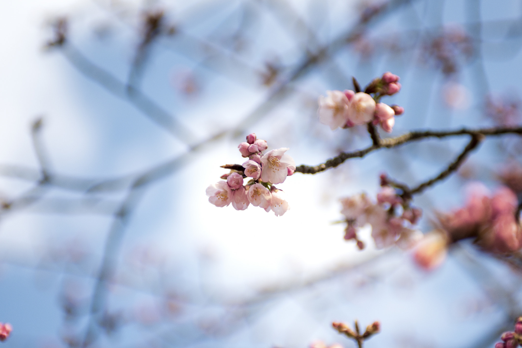 Nikon AF-S Nikkor 28-70mm F2.8 ED-IF sample photo. Flower photography