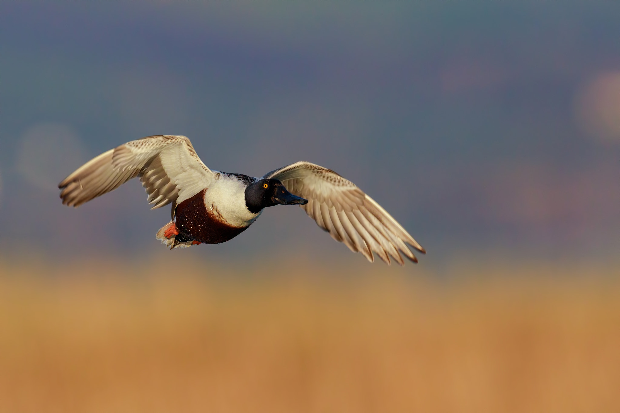 Canon EF 600mm F4L IS II USM sample photo. Northern shoveler fly photography