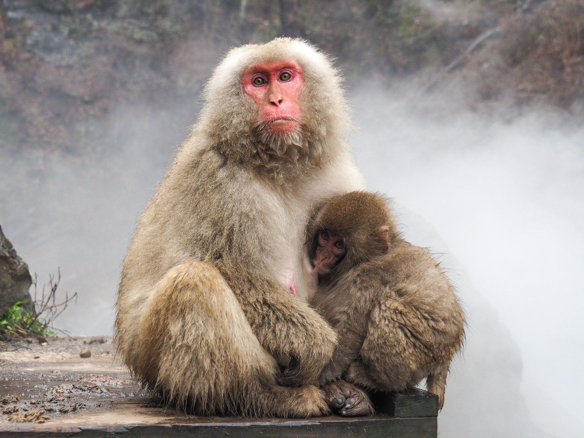 OLYMPUS M.14-150mm F4.0-5.6 II sample photo. Nagano snow monkeys photography