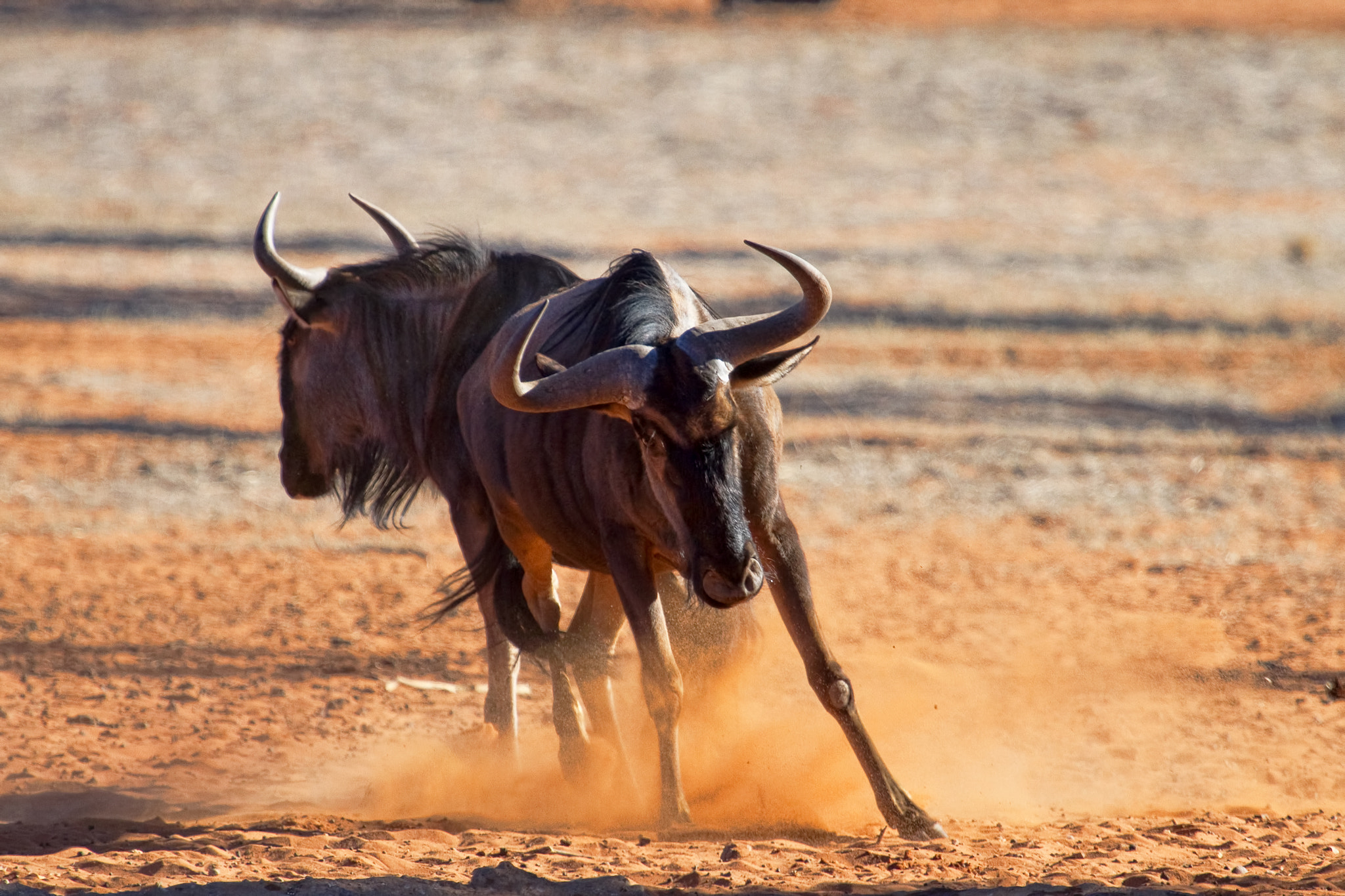 Canon EOS 7D + Canon EF 100-400mm F4.5-5.6L IS USM sample photo. Dancin' photography