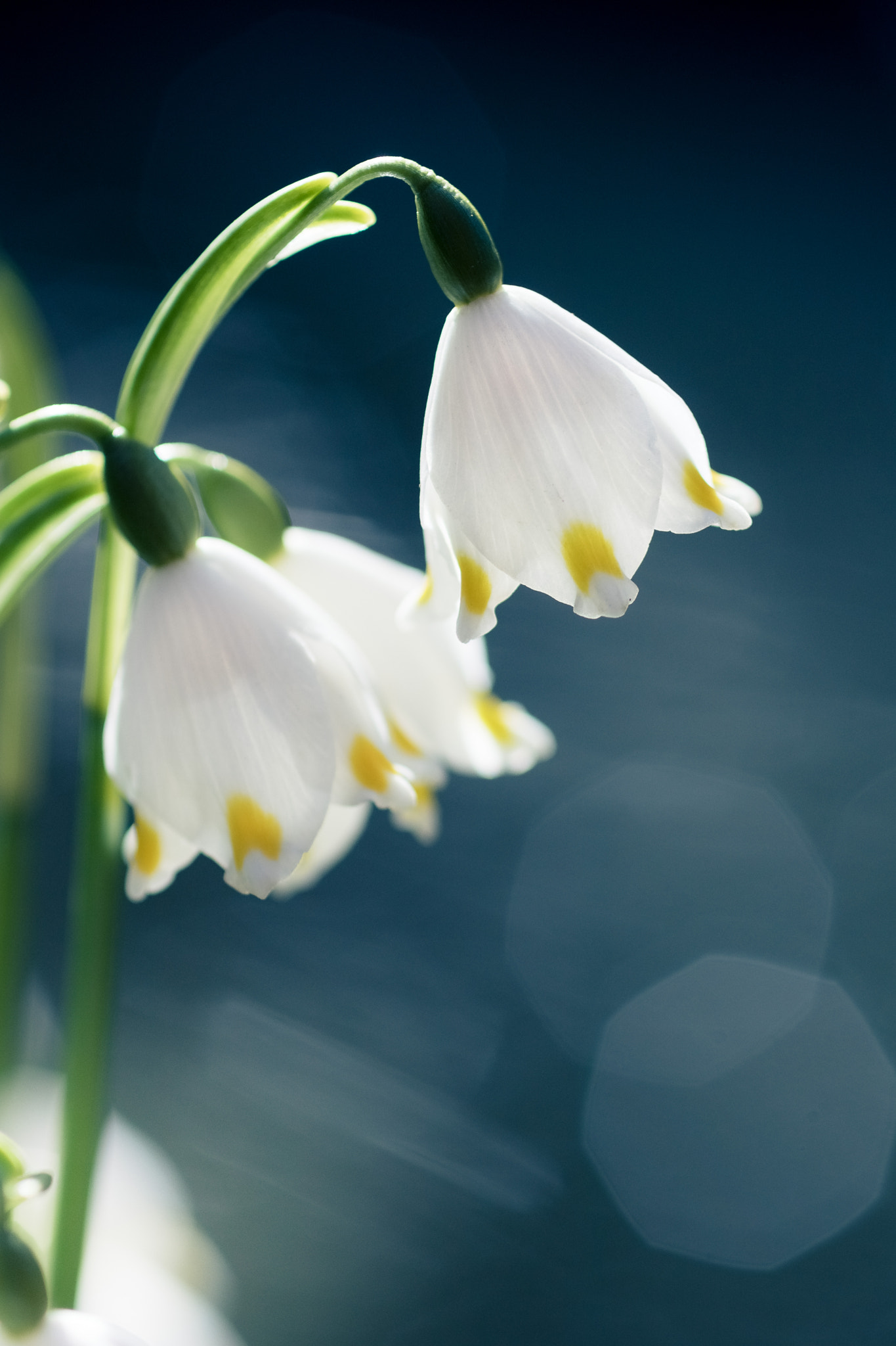 Canon EF 100mm F2.8 Macro USM sample photo. Springtime photography