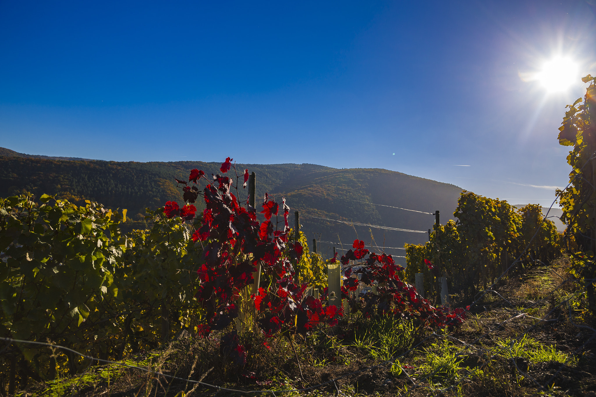 Canon EOS 6D + Sigma 24-105mm f/4 DG OS HSM | A sample photo. Herbstbilder 2016 photography