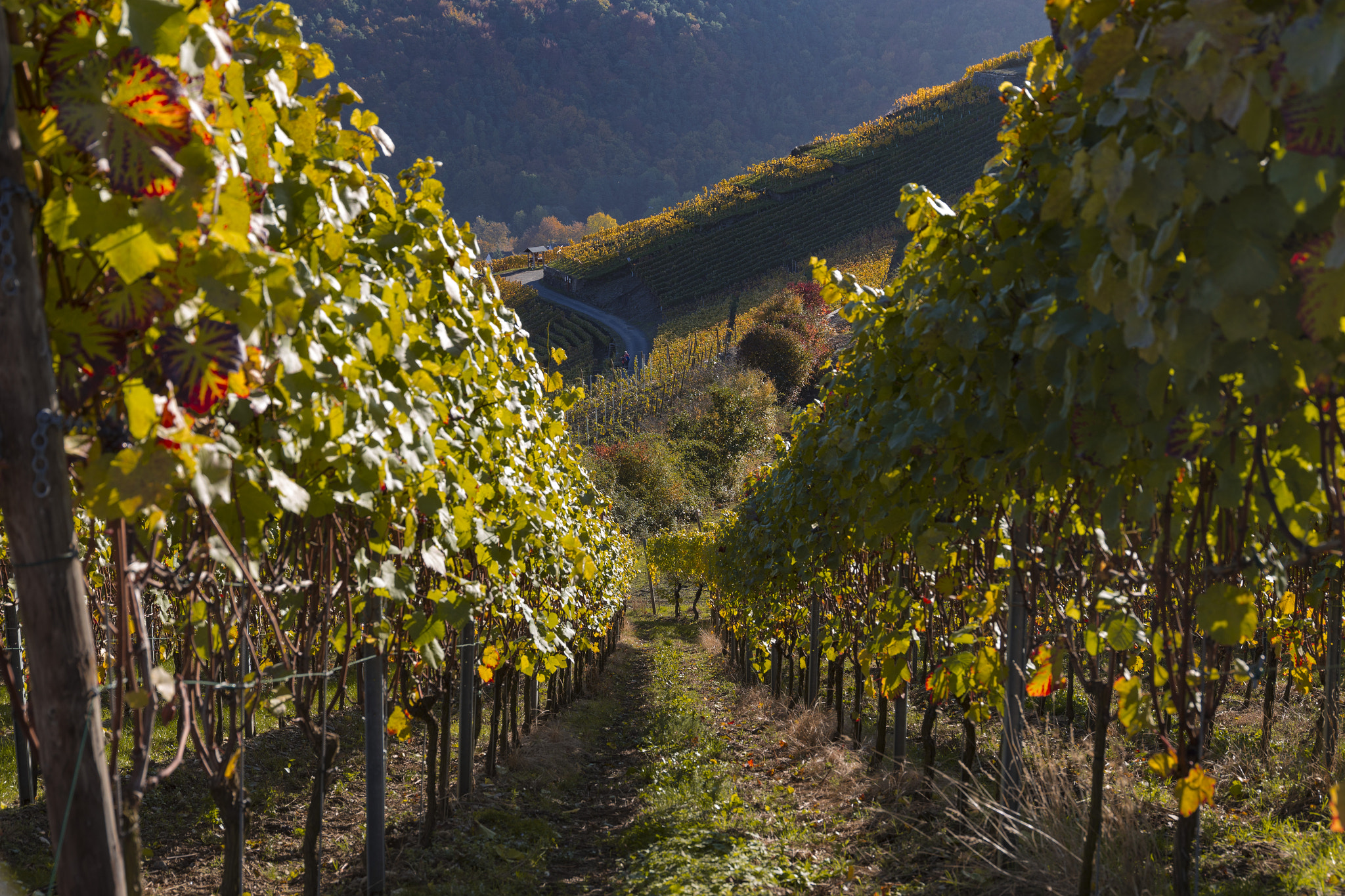 Sigma 24-105mm f/4 DG OS HSM | A sample photo. Herbstbilder 2016 photography