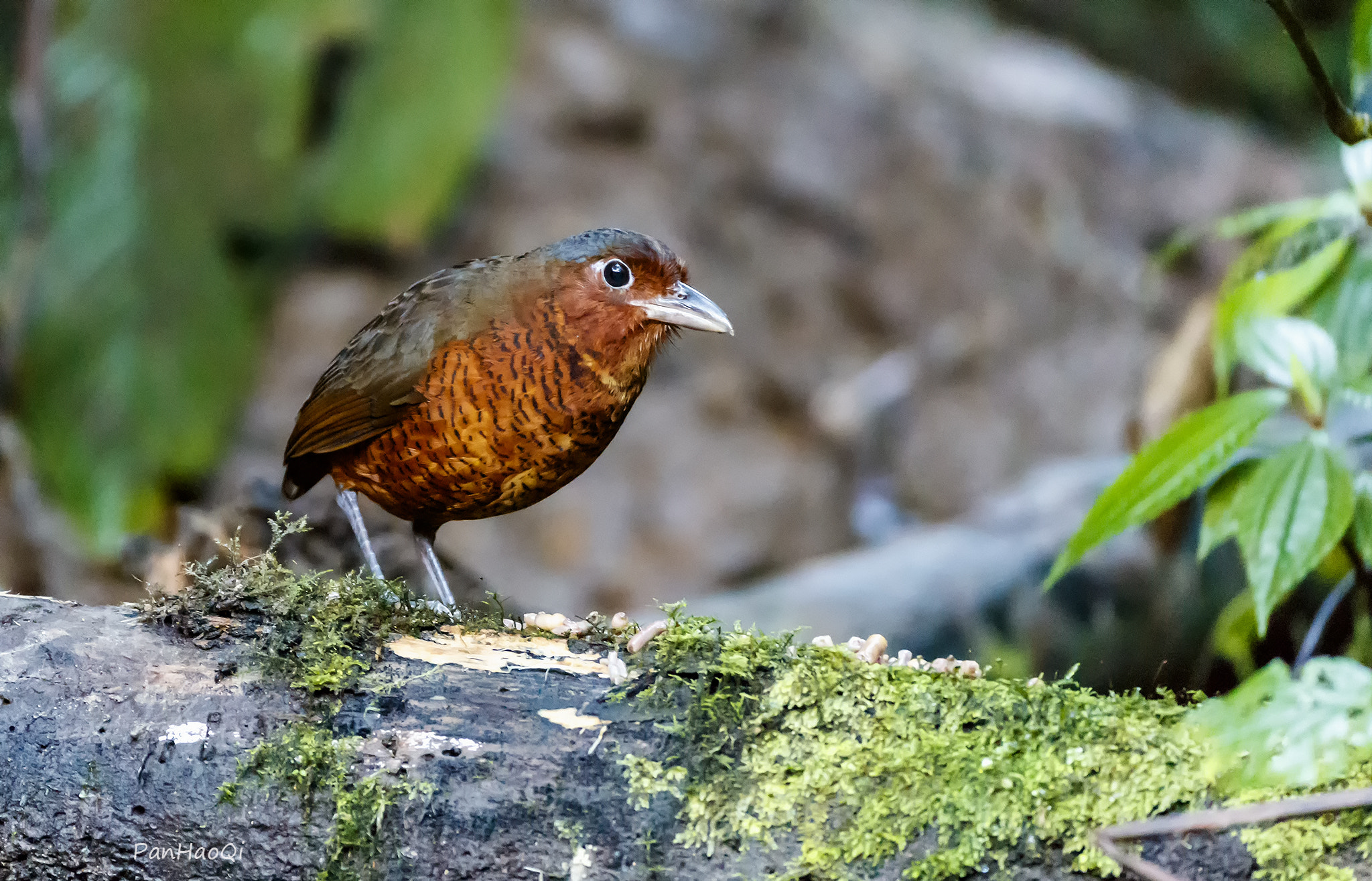 Canon EF 200-400mm F4L IS USM Extender 1.4x sample photo. Giant antpitta photography