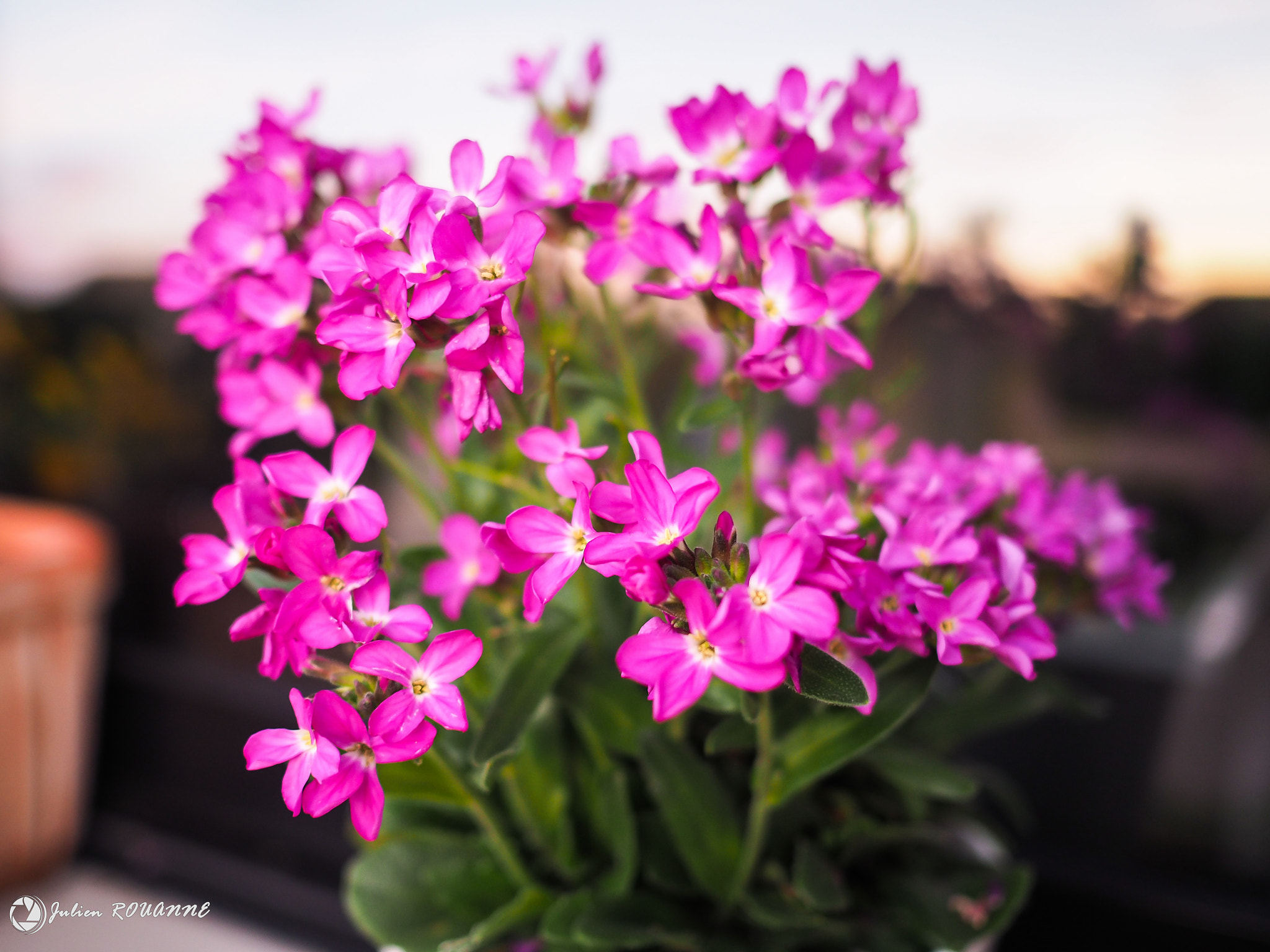 Olympus OM-D E-M5 II + Olympus M.Zuiko Digital 17mm F1.8 sample photo. Les couleurs du printemps photography