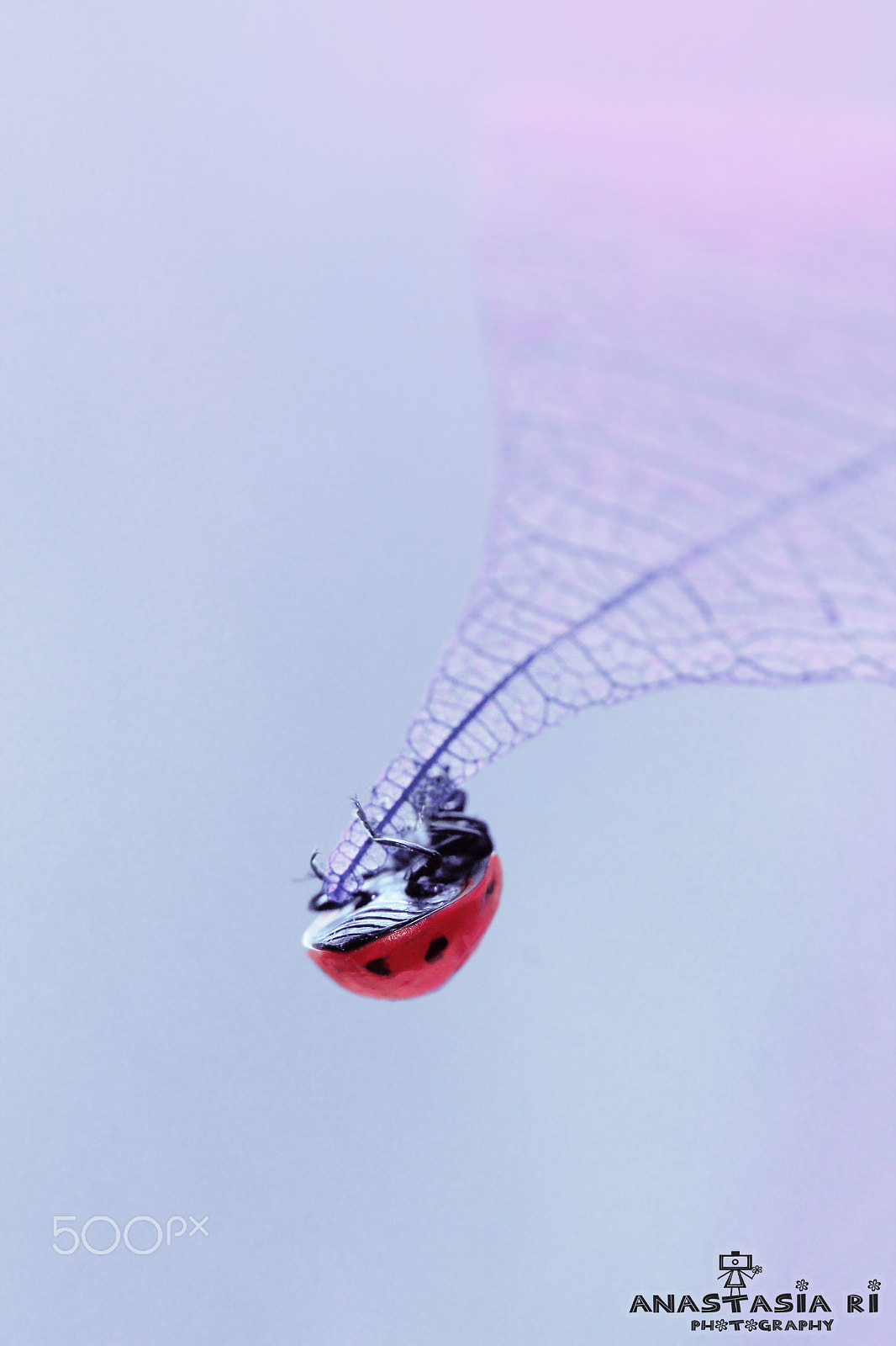 Canon EF 100mm F2.8 Macro USM sample photo. Somewhere only we know photography