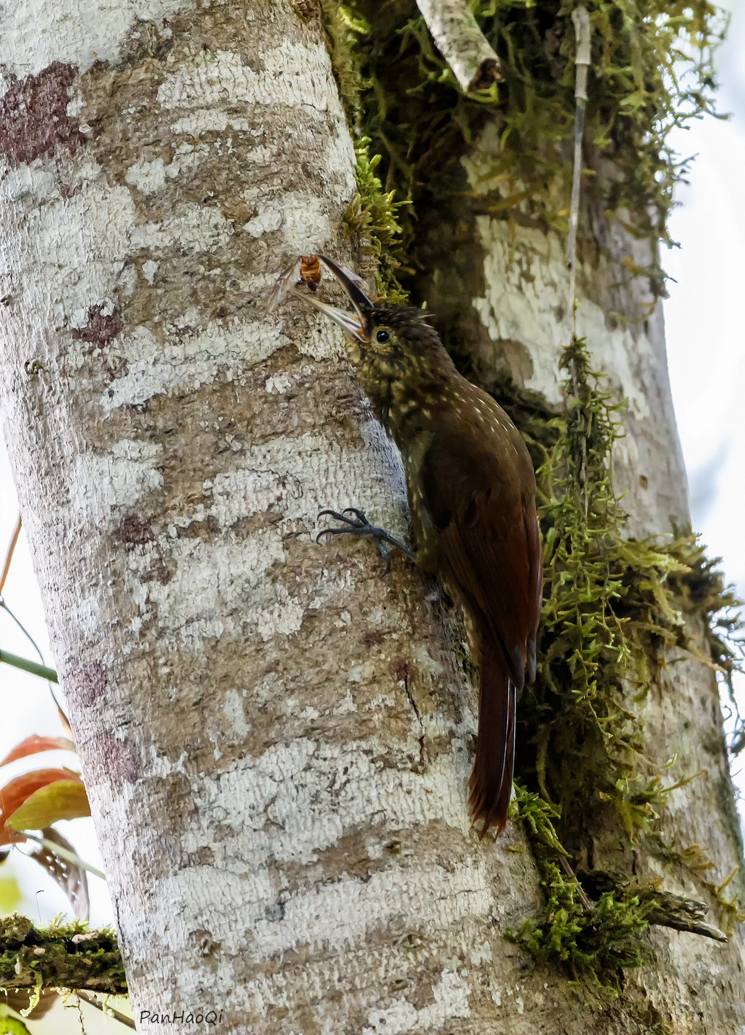 Canon EOS-1D X Mark II + Canon EF 200-400mm F4L IS USM Extender 1.4x sample photo. Spotted woodcreeper photography