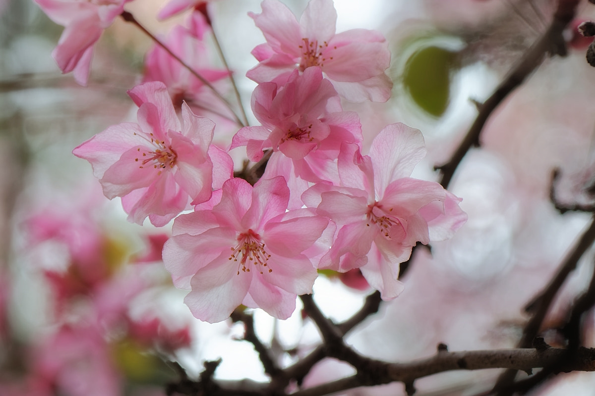 Nikon AF-S Micro-Nikkor 105mm F2.8G IF-ED VR sample photo. Malus halliana photography