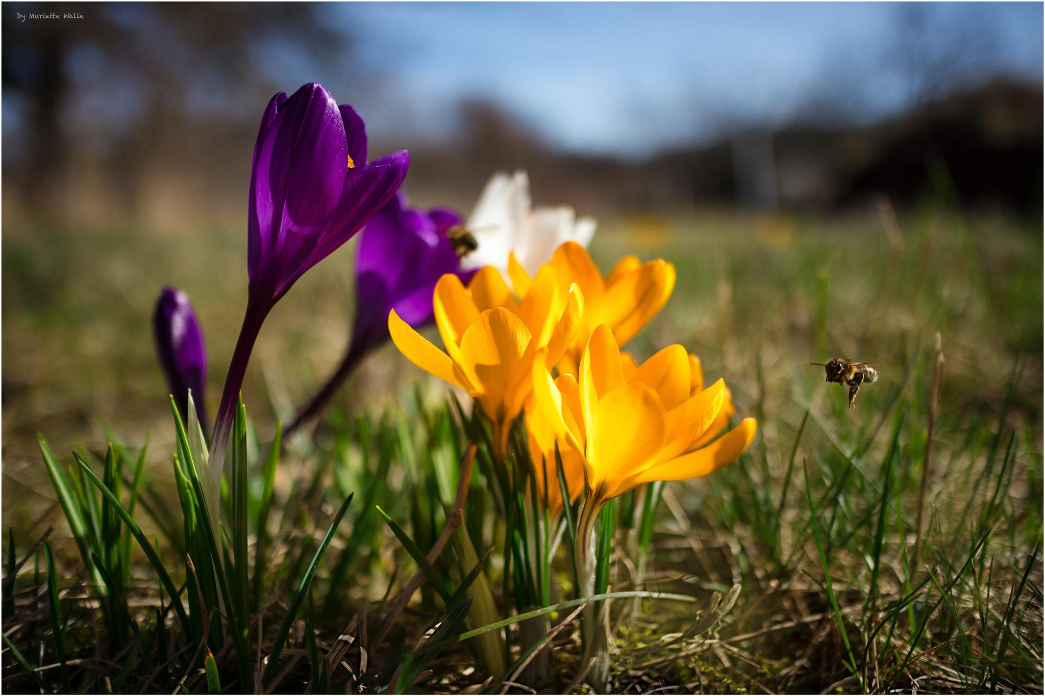 Canon EF-M 22mm F2 STM sample photo. The bees and the crocuses photography
