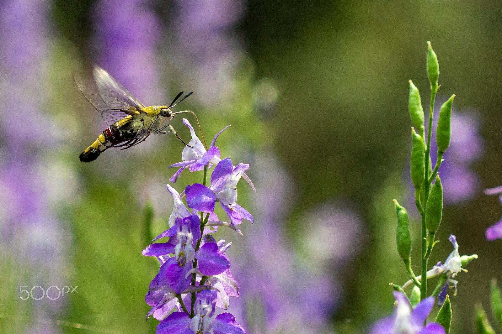 Canon EF 100mm F2.8 Macro USM sample photo. Bee hawk-moth.... on the last glimpse of winter... photography
