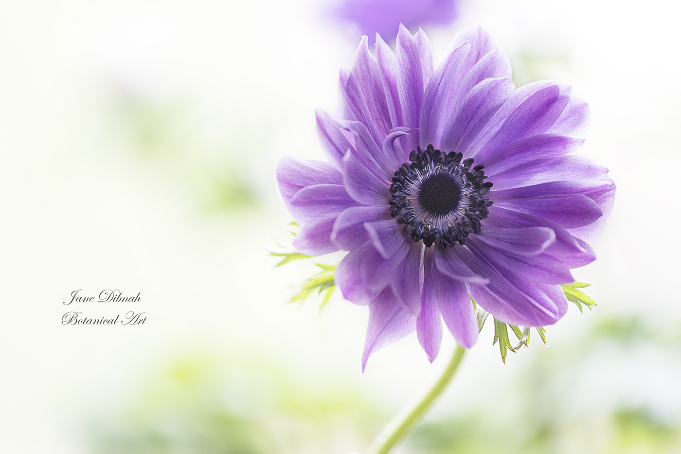 Canon EF 180mm F3.5L Macro USM sample photo. Anemone coronaria photography