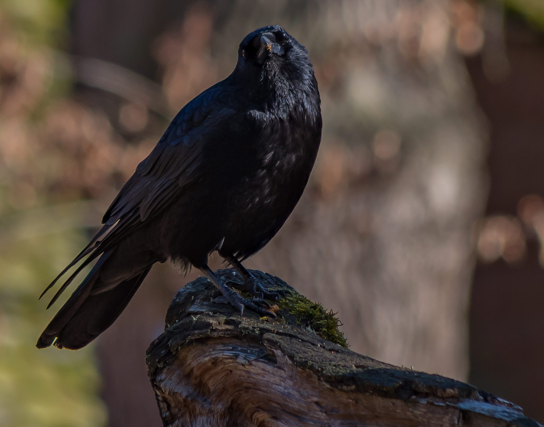 Pentax smc DA 55-300mm F4.0-5.8 ED sample photo. Crow photography