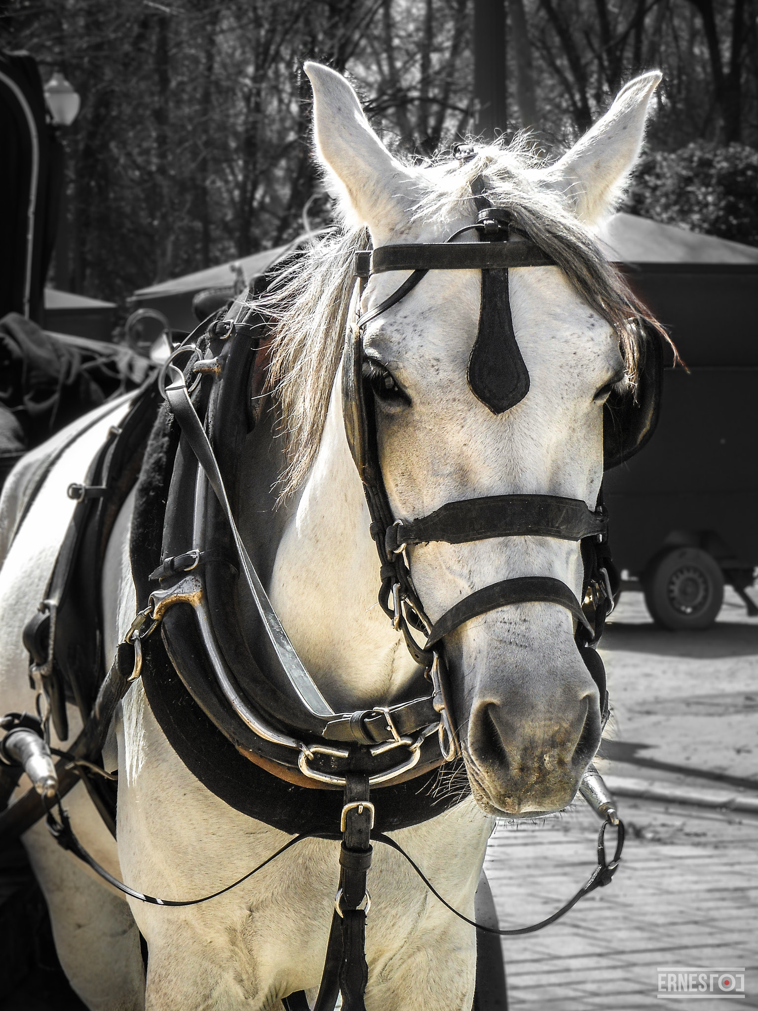 Nikon Coolpix S6200 sample photo. Horse luis photography