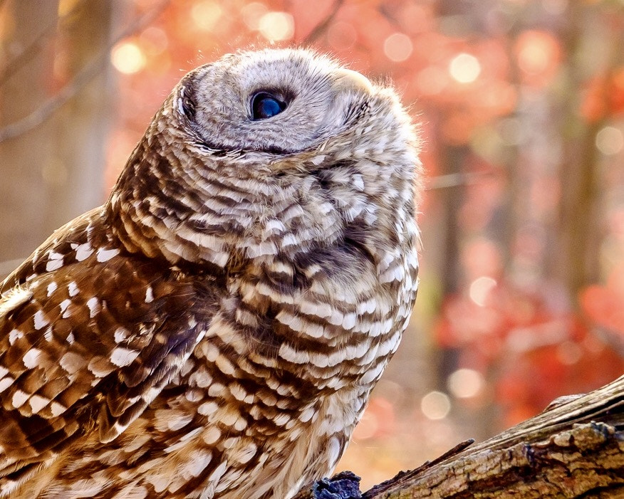Fujifilm XF 50-140mm F2.8 R LM OIS WR sample photo. "buffeted by turbulence" the barred owl is a large ... photography