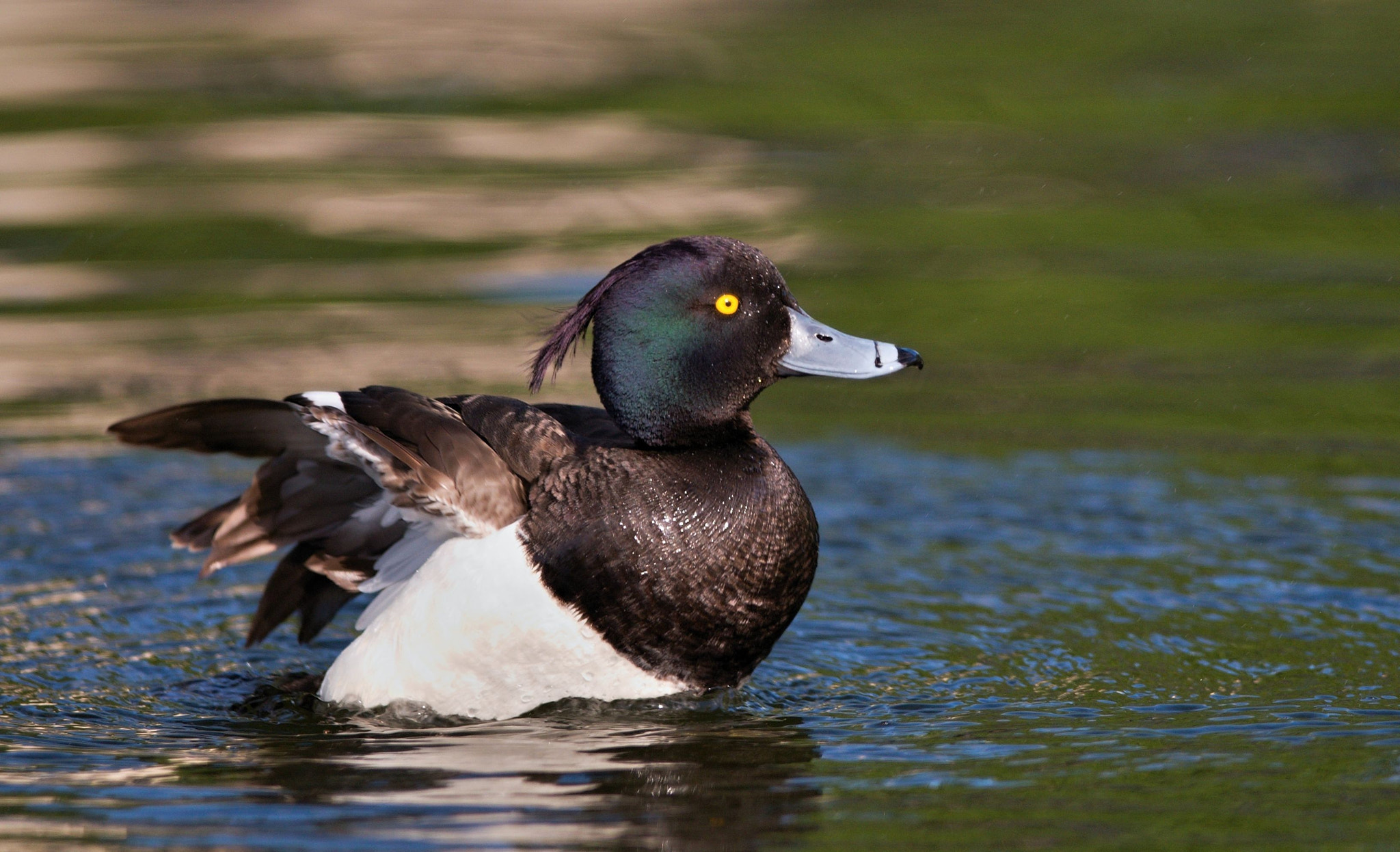Nikon AF-S Nikkor 300mm F4D ED-IF sample photo. Tufted duck photography