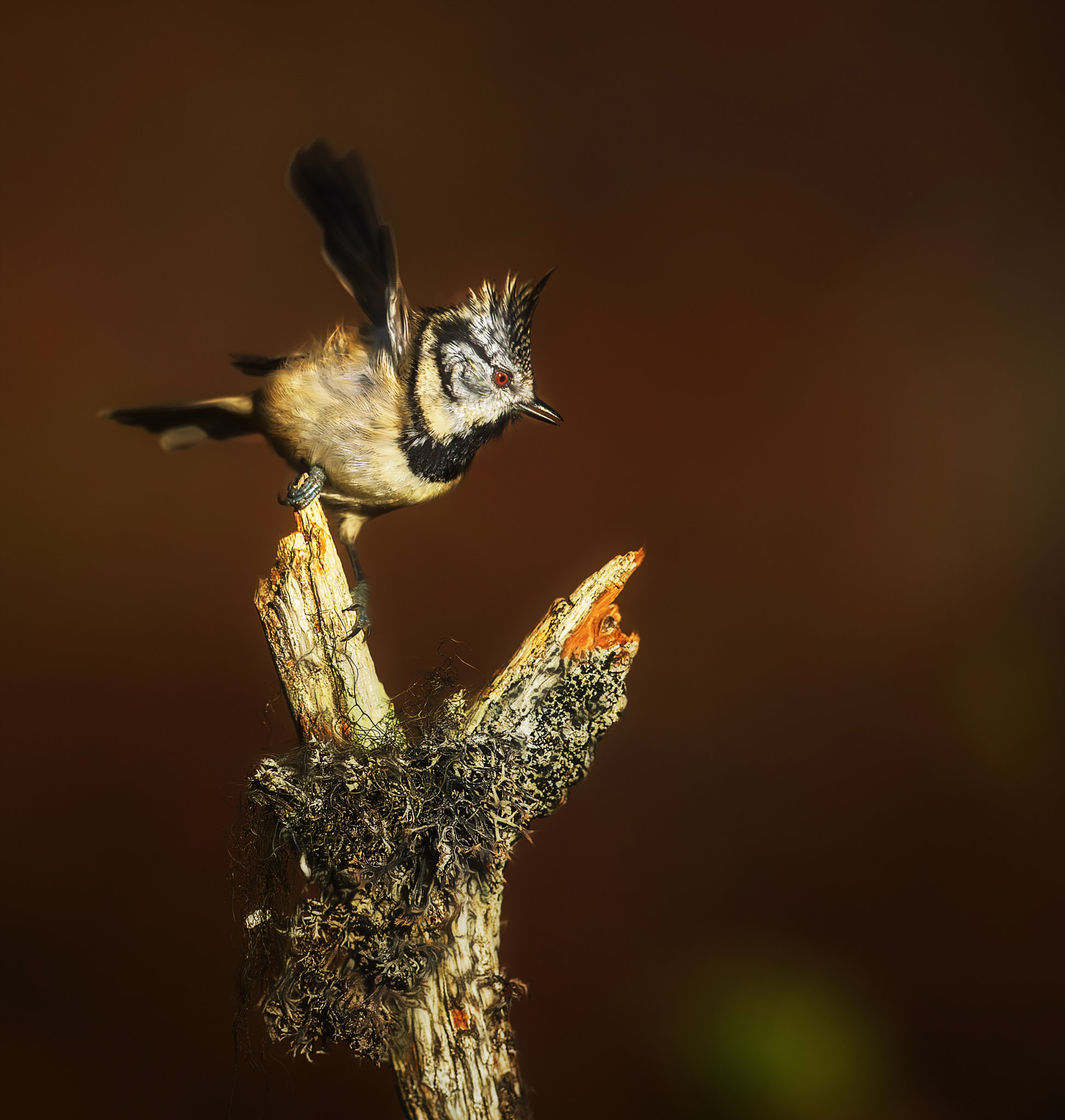 Canon EOS-1D X + Canon EF 500mm F4L IS USM sample photo. In the right light.... photography