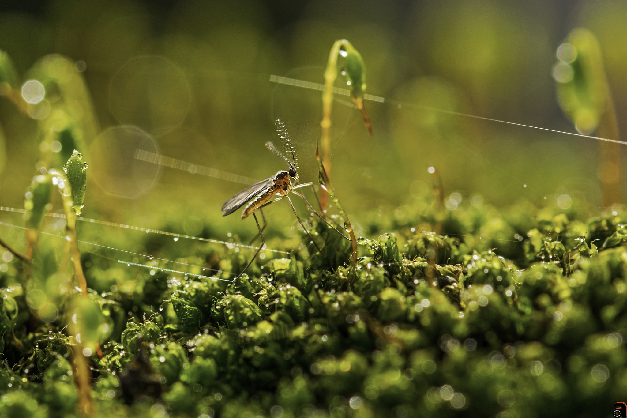Sigma 105mm F2.8 EX DG OS HSM sample photo. By nikon d3300  photography