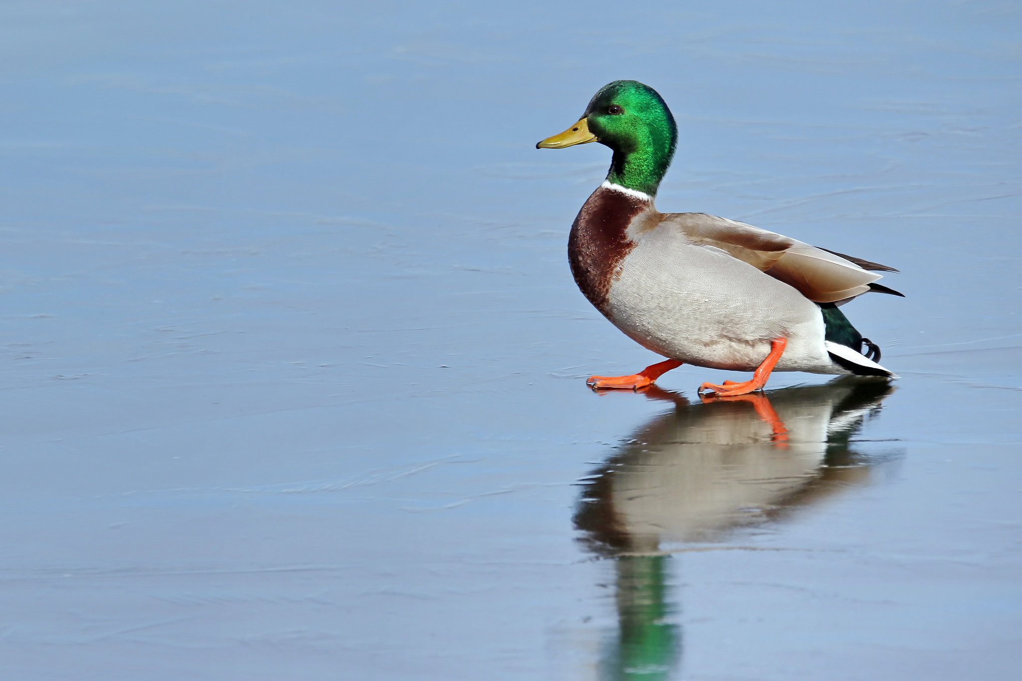 150-600mm F5-6.3 DG OS HSM | Contemporary 015 sample photo. Ice skating duck photography