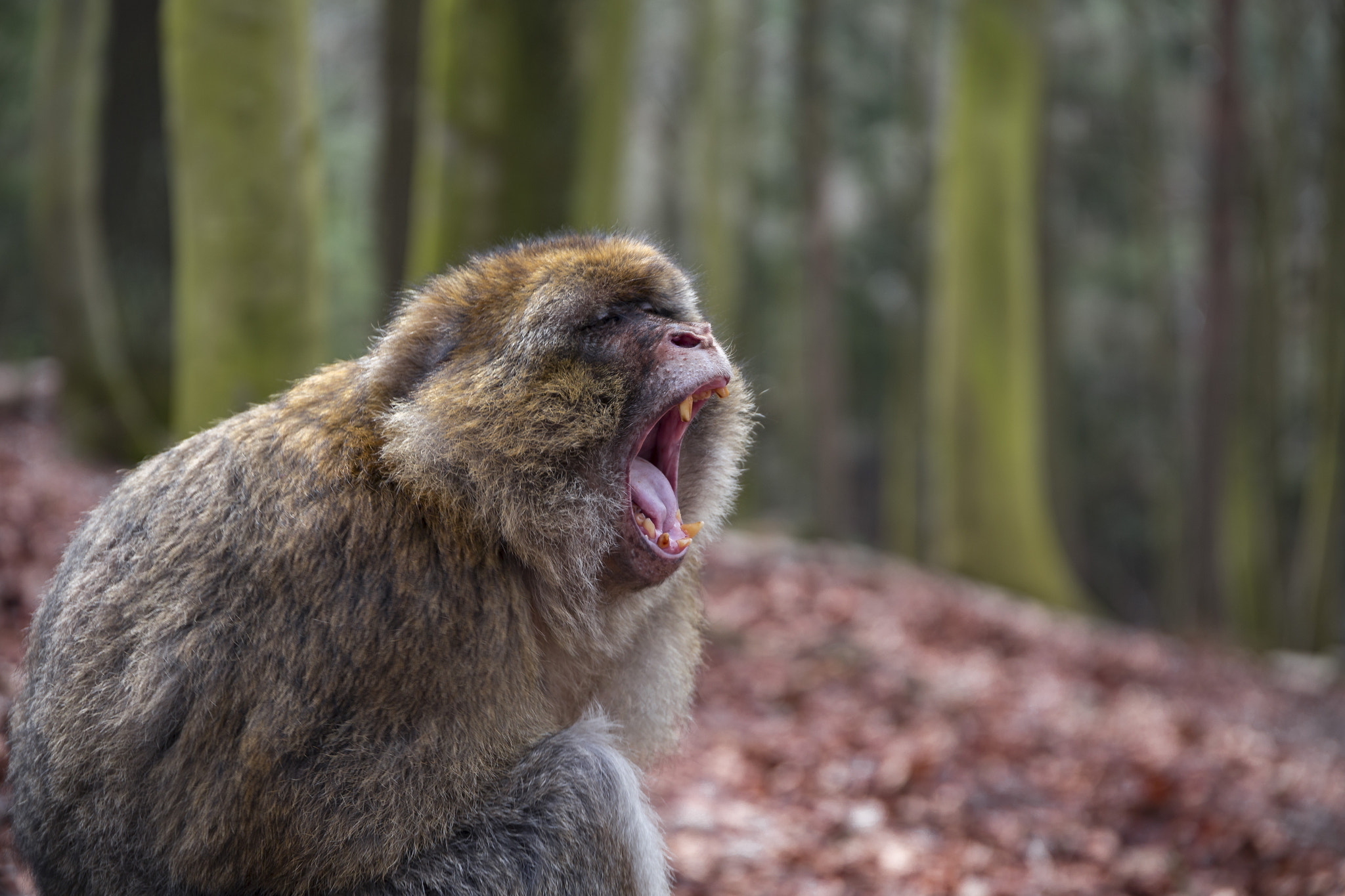Sigma 24-105mm f/4 DG OS HSM | A sample photo. La montagne des singes photography