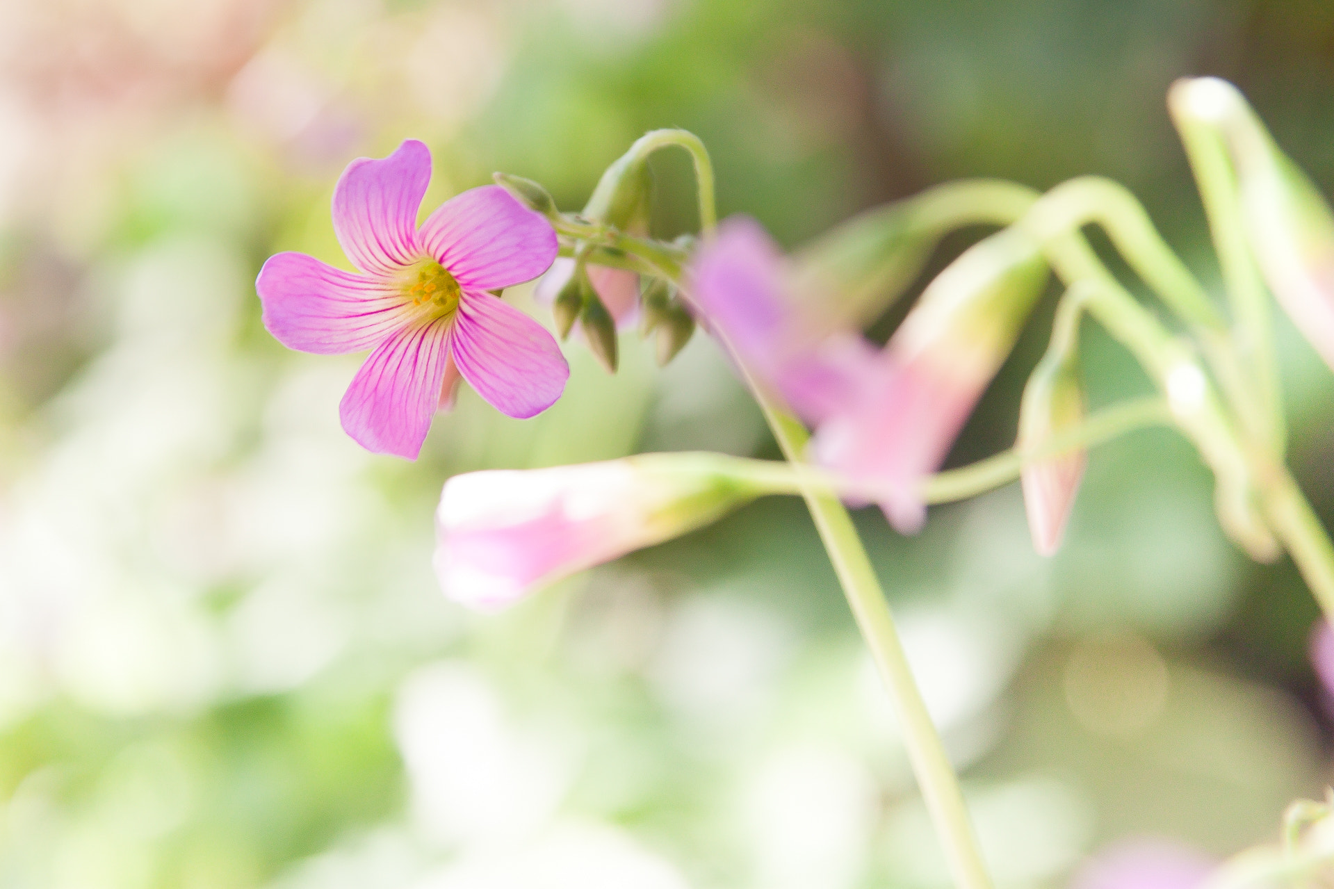 Canon EOS 500D (EOS Rebel T1i / EOS Kiss X3) sample photo. Pink photography