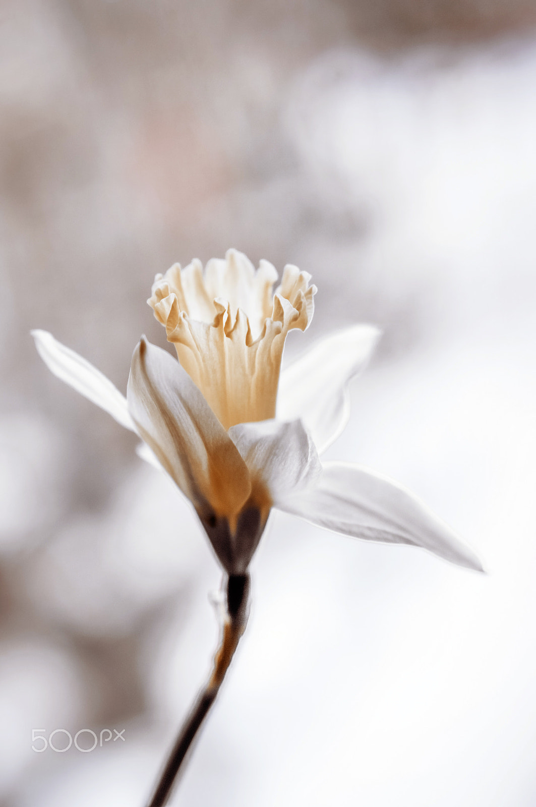 Sony Alpha NEX-6 + E 50mm F1.8 OSS sample photo. Flower photography